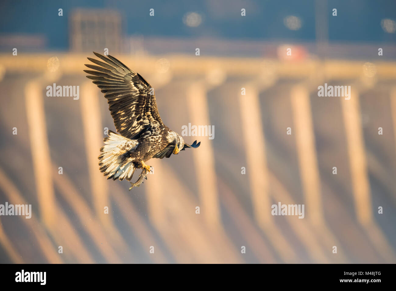 Adler fliegen, und prüfen Sie ihren Fang Stockfoto