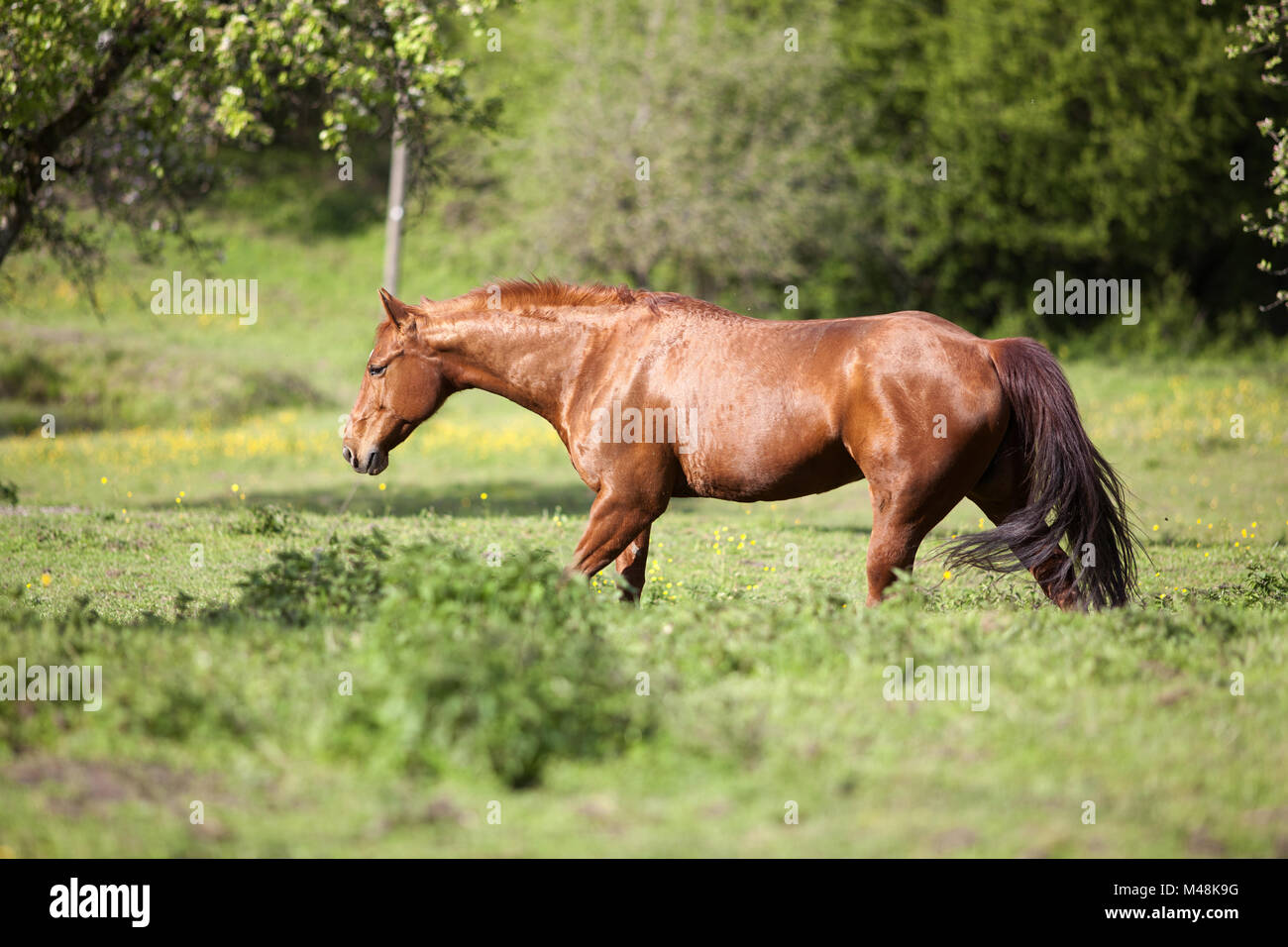 Wunderschöne chestnut Quarter horse Spaziergang auf Wiese Stockfoto