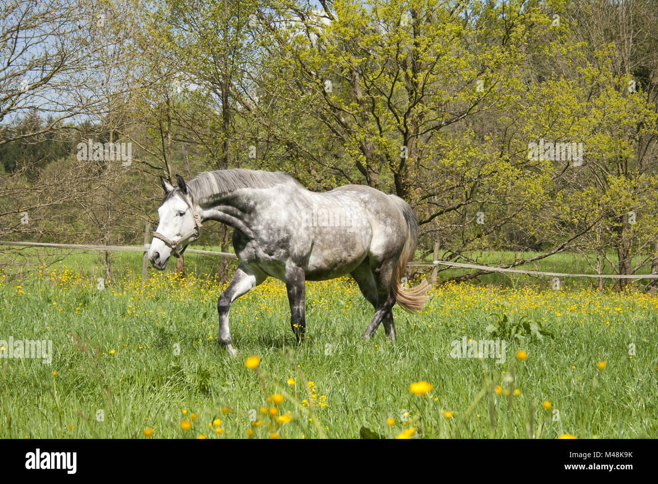 Pferd laufen frei auf der Wiese, schönen apple Schimmel Stockfoto