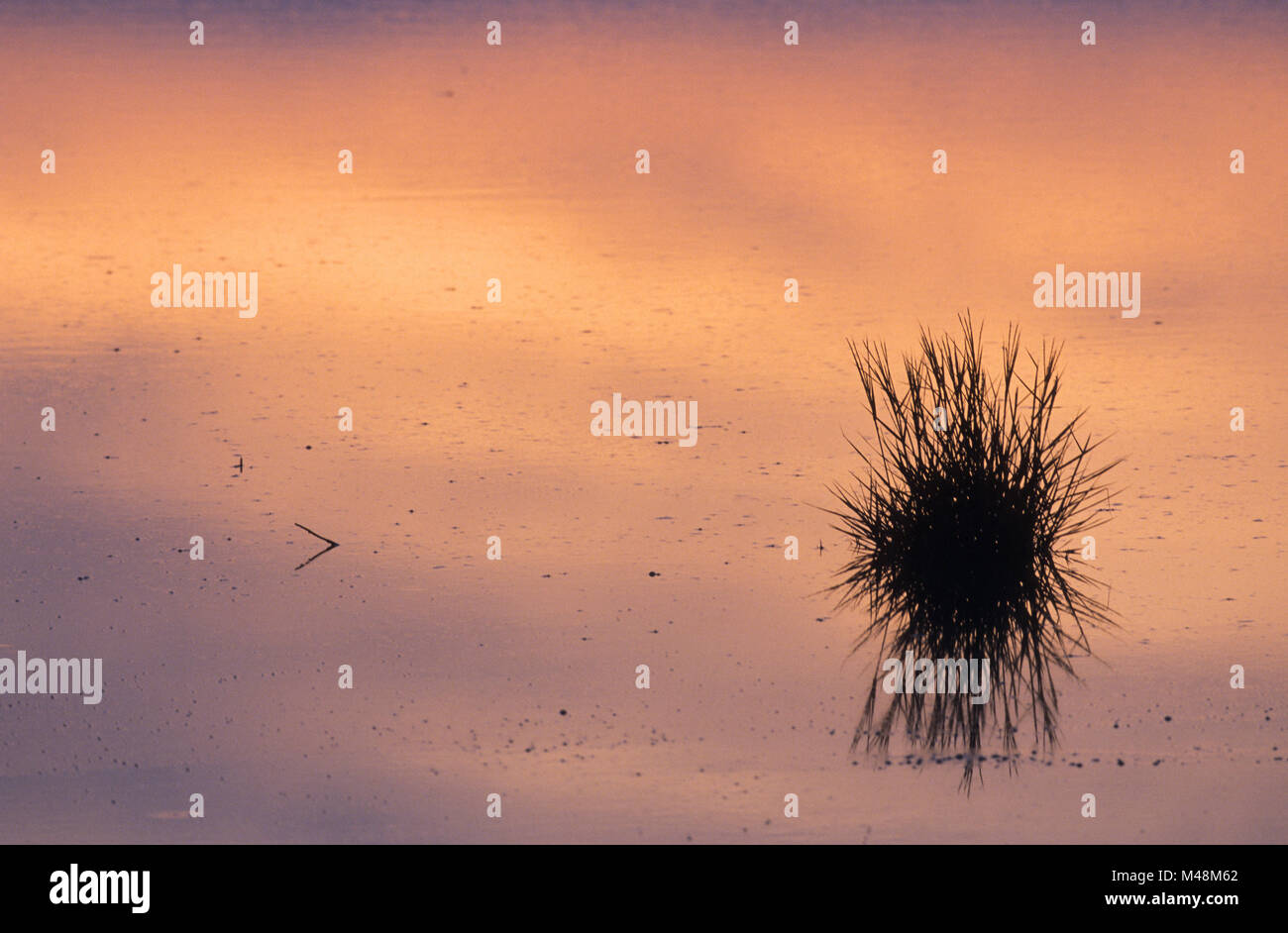 Gemeinsame Schnur - Gras im Wattenmeer an der Nordseeküste Stockfoto