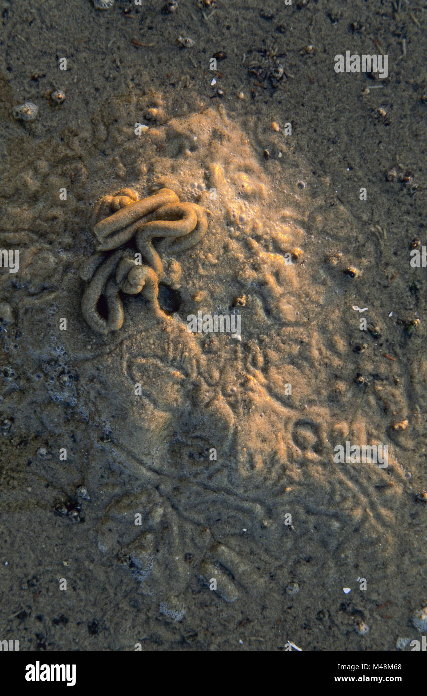 Schlag lug im Wattenmeer / St. Peter Ording Stockfoto