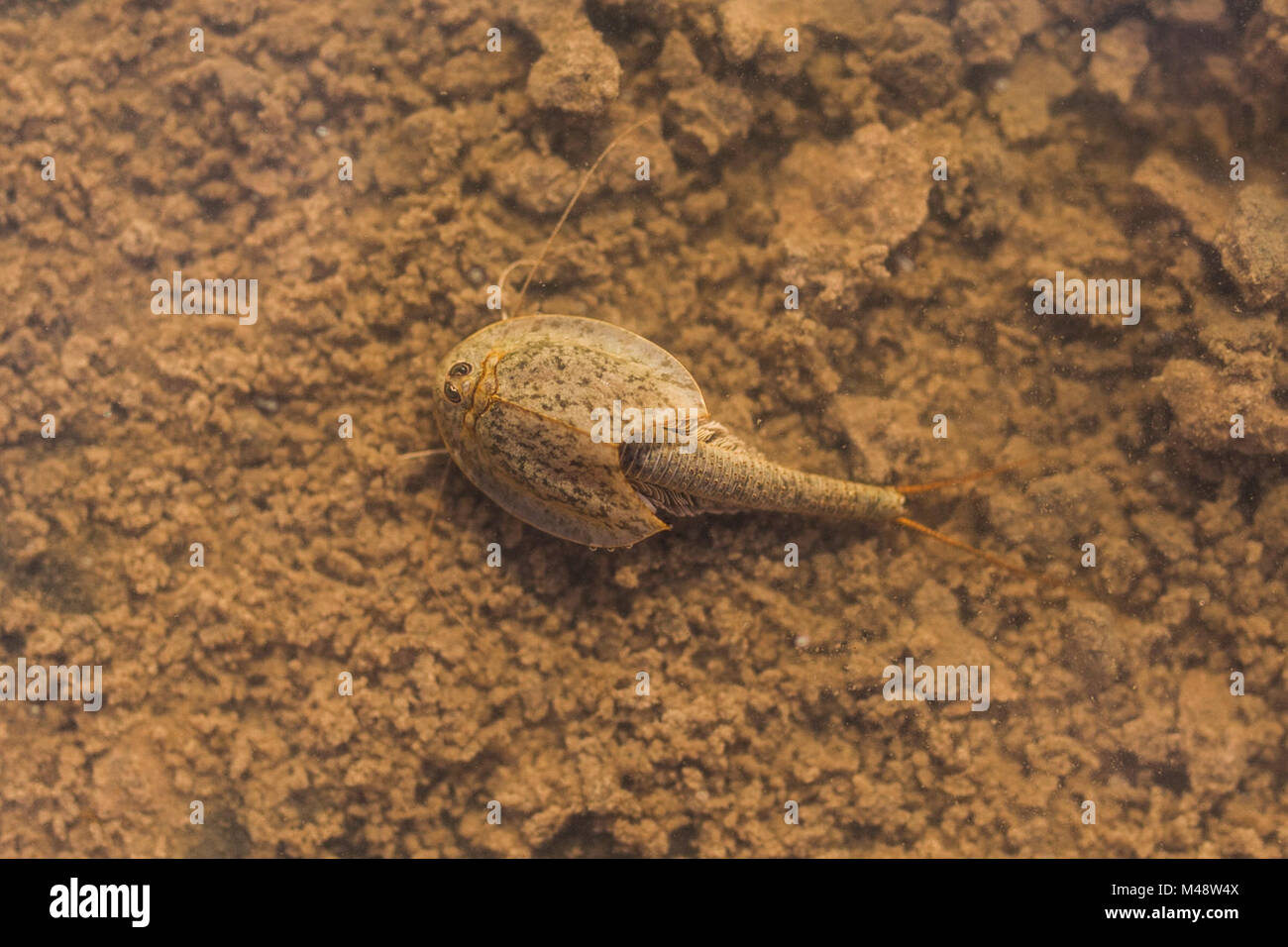 Tadpole shrimp verbringen ihr ganzes Leben in der Wüste Schlaglöcher. Weil es nur eine begrenzte Zeit, wenn Wasser in das Schlagloch, diese Geschöpfe haben eine sehr kurze Lebensdauer. Schützen Sie, indem Sie nicht mit Wasser in Schlaglöcher und durch nicht zu Fuß durch Trocknen. Tadpole Shrimp Stockfoto