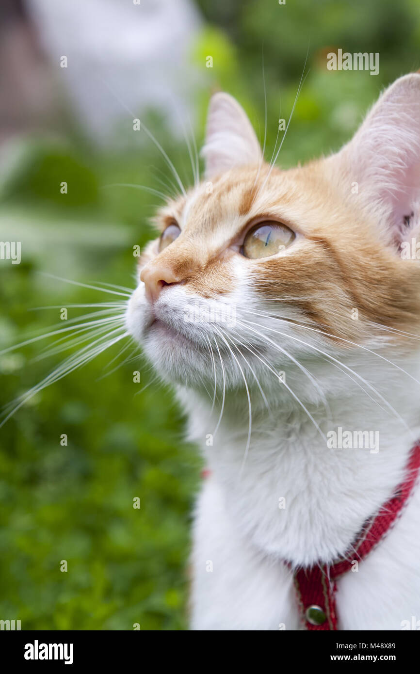 Süße weiß und rot weiß-rote Katze in rotem Kragen Stockfoto