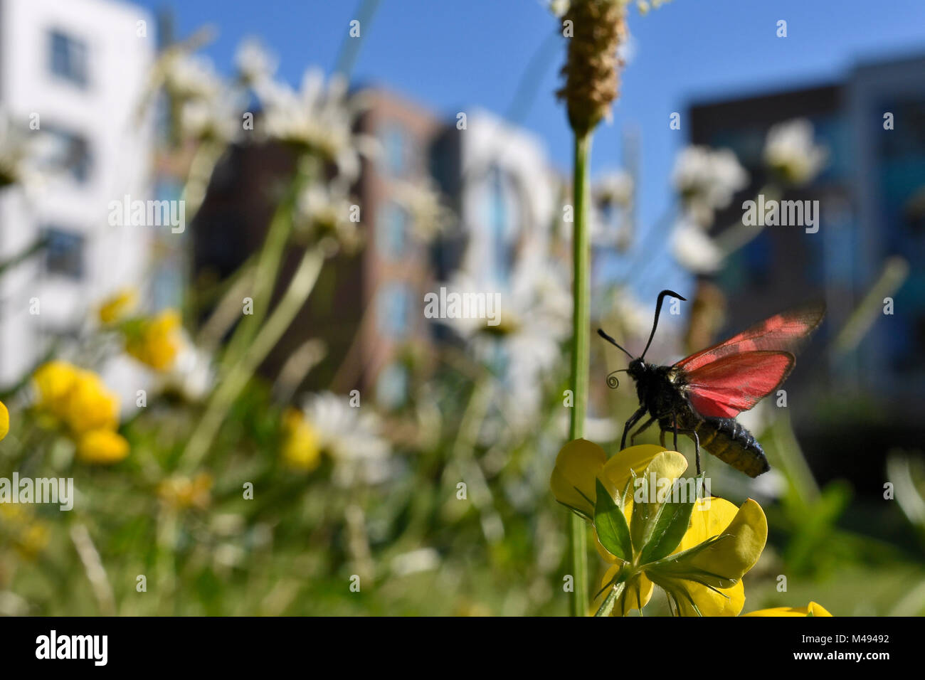 Sechs spot Burnet Motte (Zygaena Filipendulae) unter Ausschalten nach nectaring auf Aubergine Eierfrucht (Lotus corniculatus) in einem mehrjährigen wildflower Meadow um Wohnbereiche der Universität von Bristol University Bestäuber Projekt, Bristol, Großbritannien, Juli gepflanzt. Stockfoto