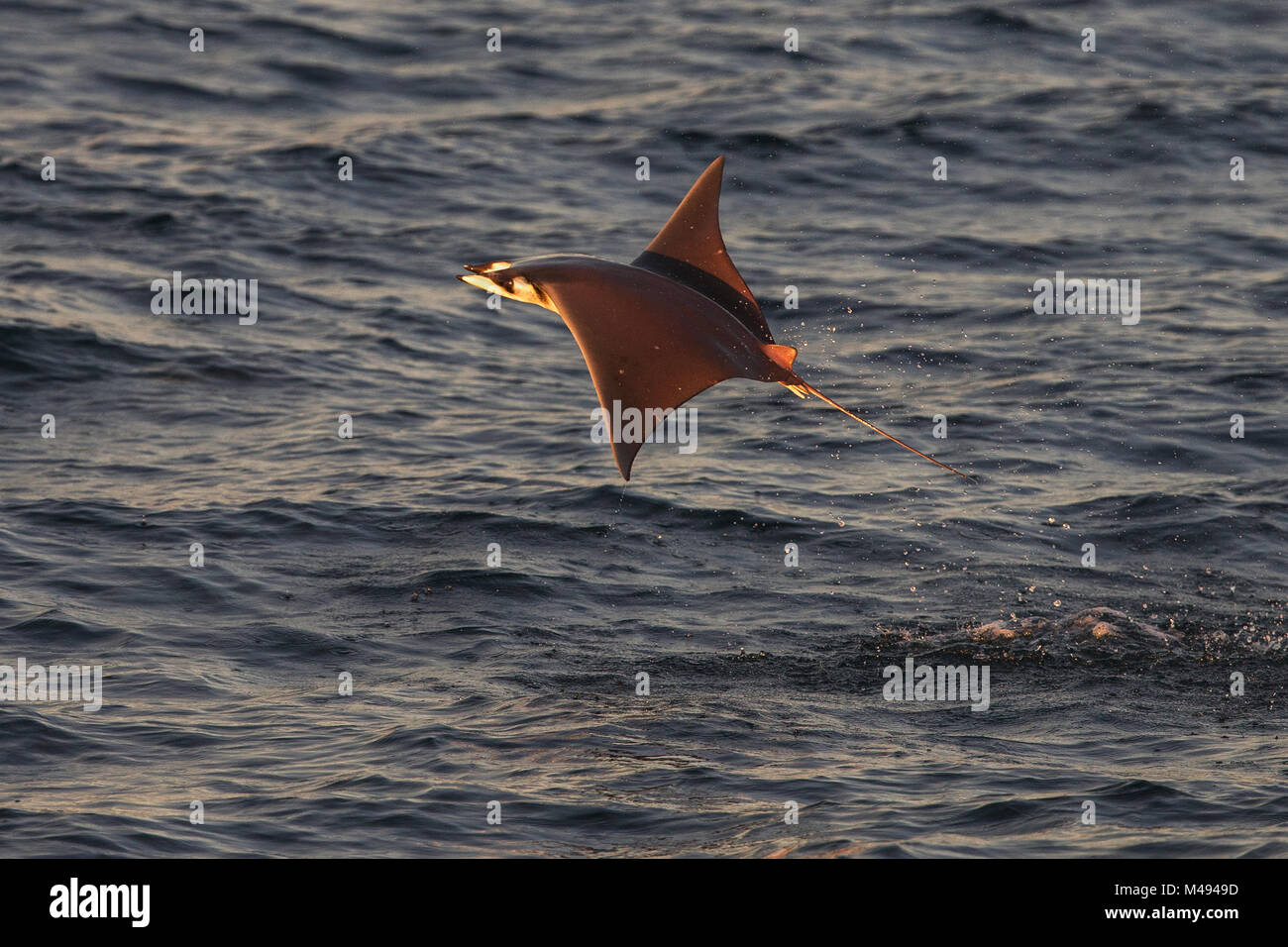 Die Munk mobula Ray/Devilray (Mobula munkiana) springen aus dem Wasser, Meer von Cortez, Golf von Kalifornien, Baja California, Mexiko, im Februar Stockfoto