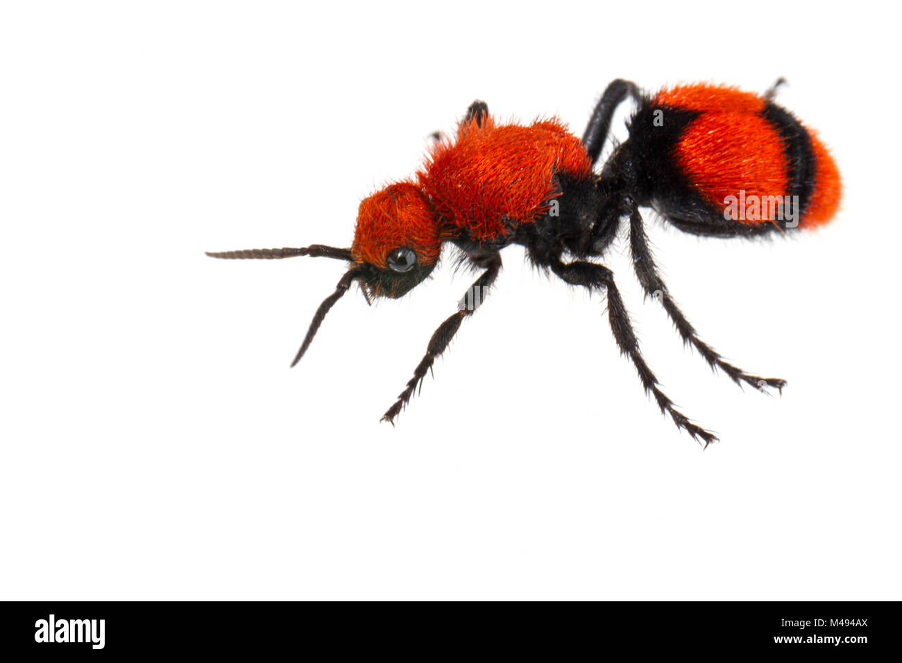 Kuh killer velvet Ant (Dasymutilla occidentalis) auf weißem Hintergrund, Tuscaloosa County, Alabama, USA September Stockfoto