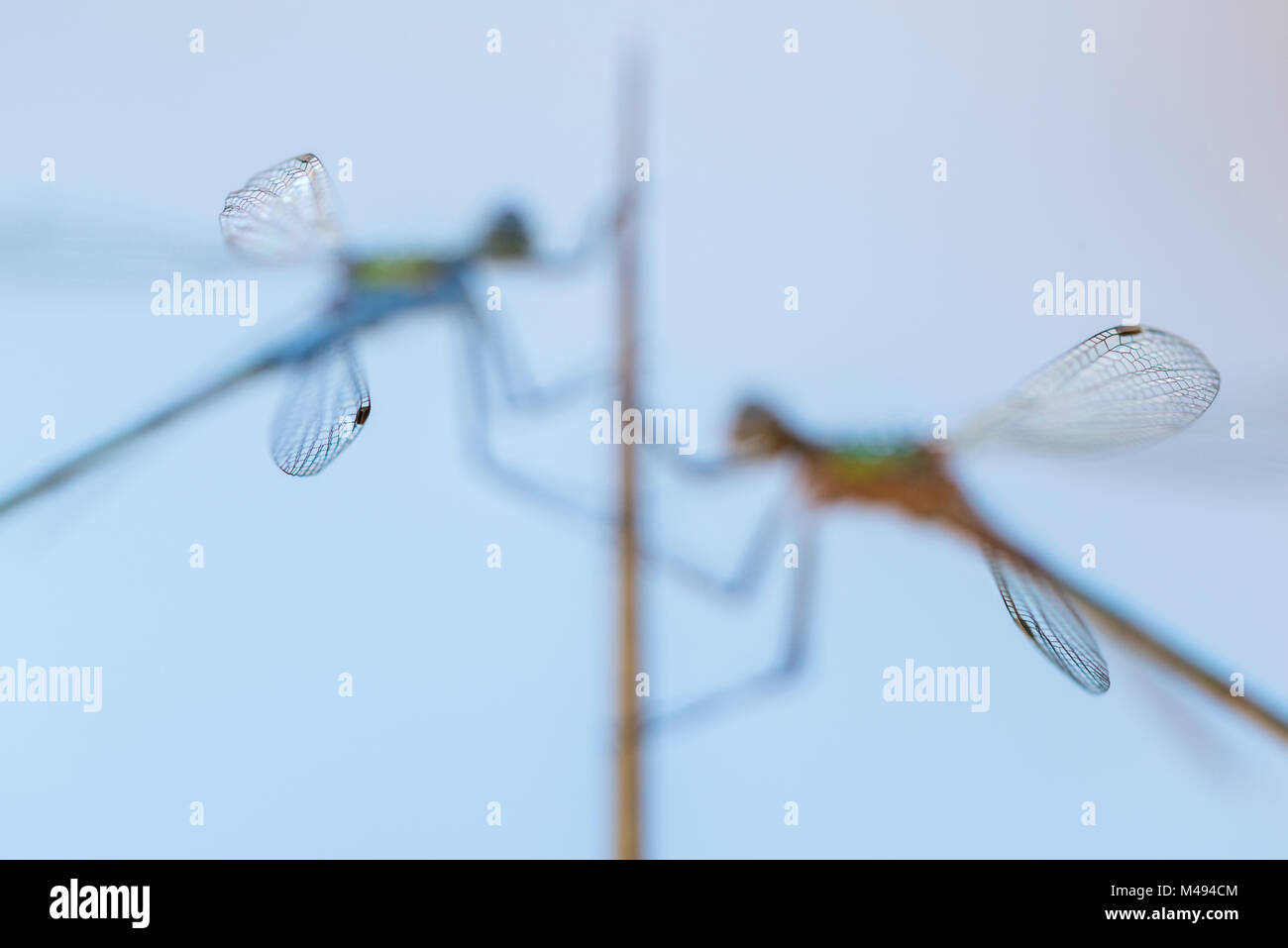 Paar Smaragd damselflies (Lestes sponsa) ruht auf einem Schilf, mit nur Spitzen der Flügel im Fokus, Cornwall, England, UK, August. Sieger der Natur nahe Kategorie aus der Kategorie der britischen Naturfotograf des Jahres Awards (Bwpa)-Wettbewerb 2017. Stockfoto