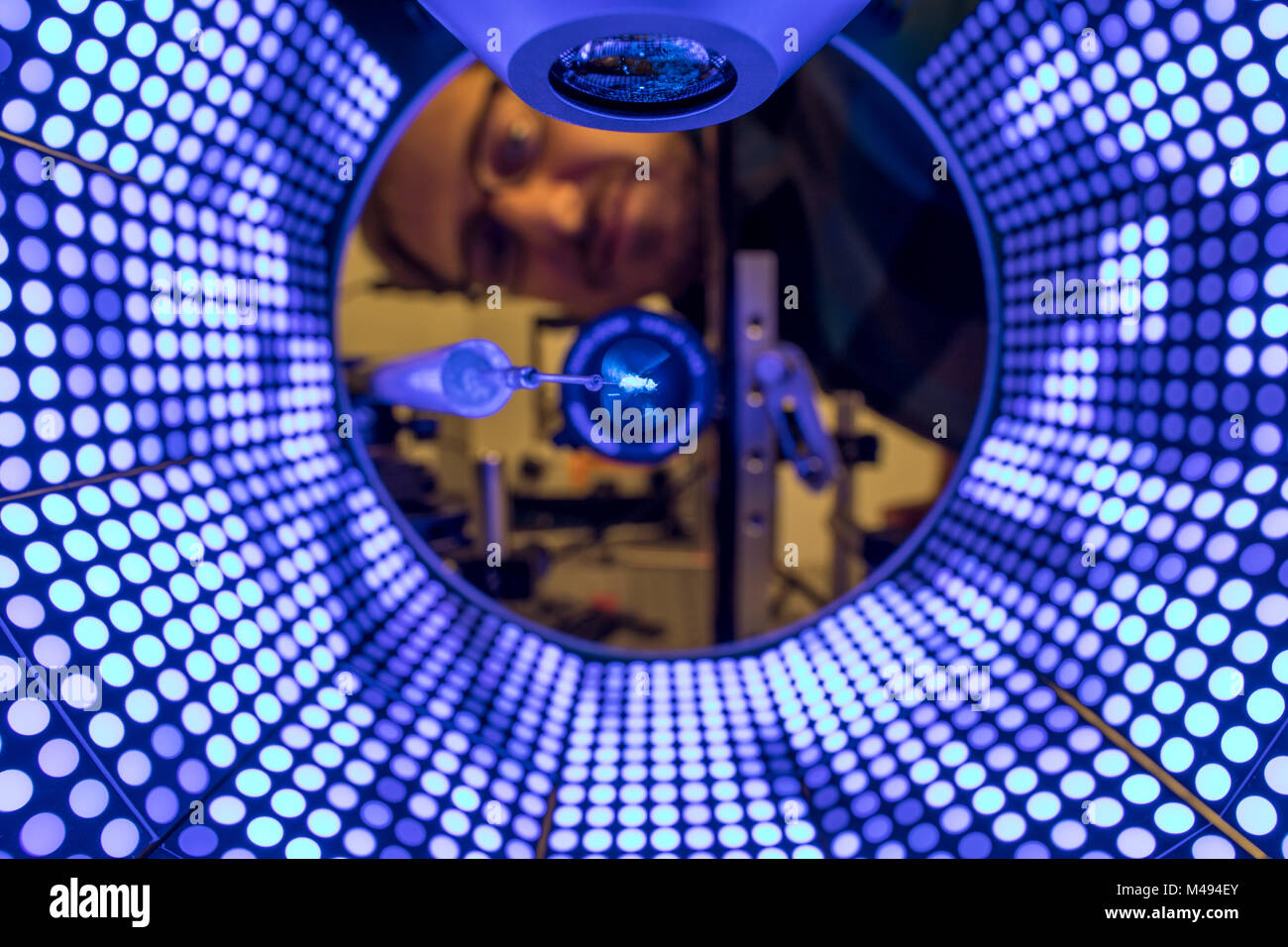 Fruchtfliege (Drosophila melanogaster) Tethered in LED-beleuchtete Kammer, die stimuliert Moving Visual patterns. Hinter dem Fliegen ist eine Kamera, die verwendet wird, um die Flügel schlagen Amplitude - eine grobe messen, ob Sie versucht, nach links oder rechts zu drehen. Oben im Bild die Mikroskopobjektiv, die hellen, blauen Licht auf die Fliegen konzentriert. Das blaue Licht fluoreszierende Proteine in der Fliege Muskeln, das grüne Licht emittieren, aufregt. Die grüne Fluoreszenz, der von demselben Mikroskop Optik abgeholt wird, durch einen speziellen Filter, welche Bausteine das blaue Licht. Stockfoto