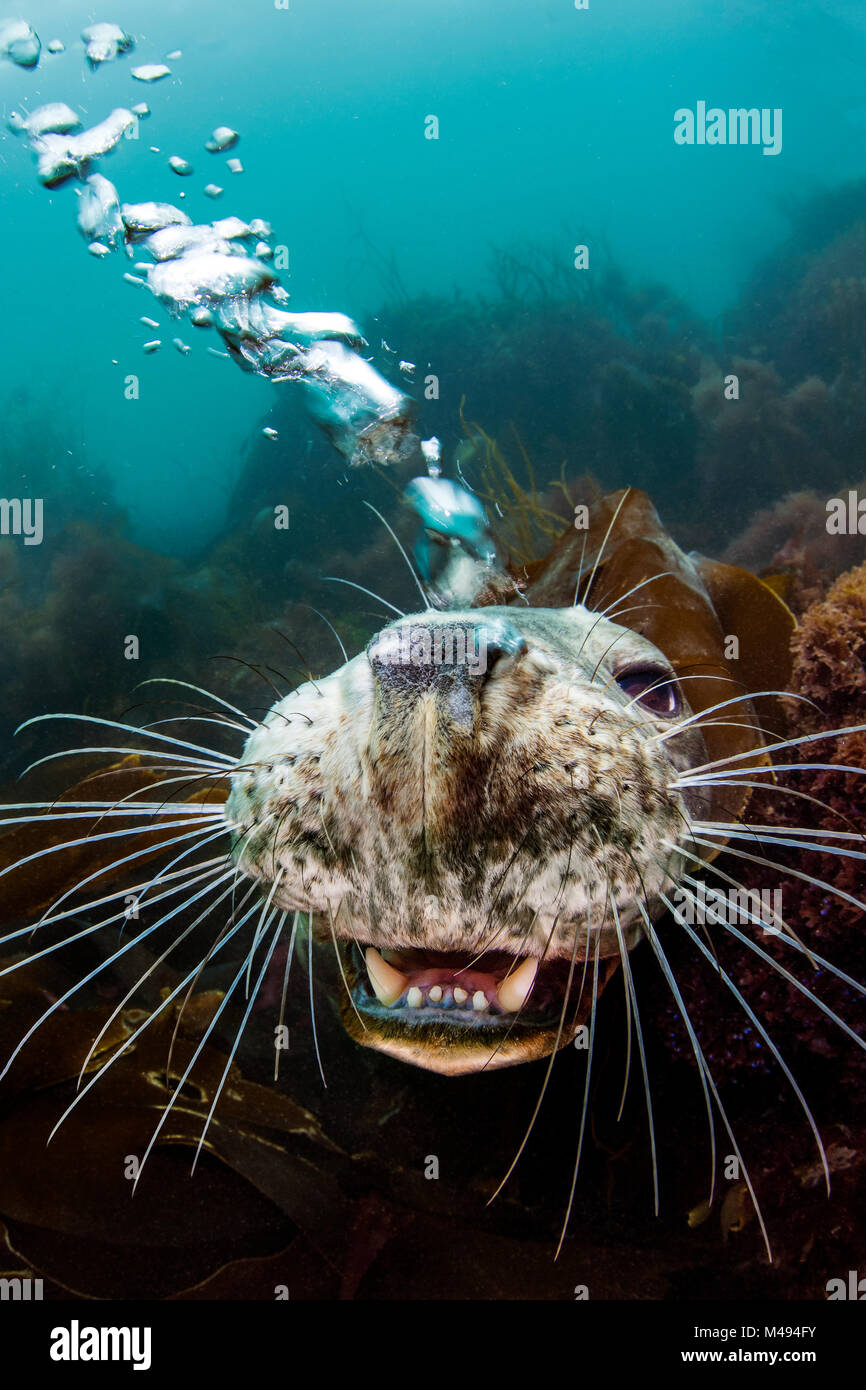 Kegelrobbe (Halichoerus grypus) junge Frau öffnet den Mund und bläst Seifenblasen spielerisch durch Ihre Nase, während sie aus dem Meeresboden aussieht. Lundy Island, Devon, England, Bristol Channel. August Stockfoto