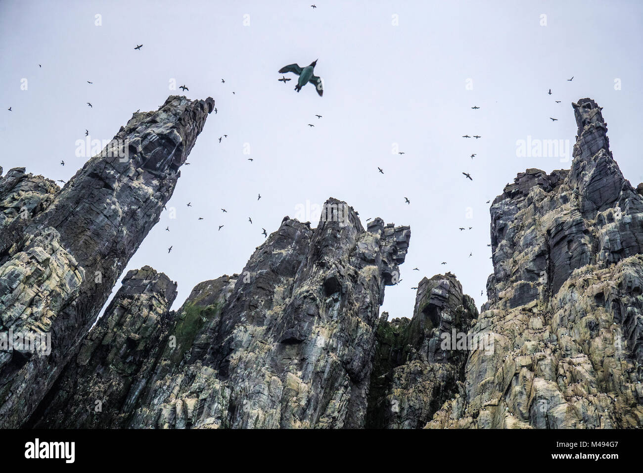 Brunnich die trottellumme (Uria lomvia) im Flug von unten an Alkefjellet Vogel Klippe, Svalbard, Norwegen, Juli gesehen. Stockfoto