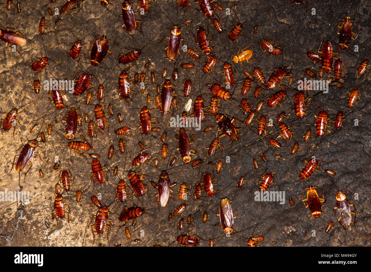 Kakerlaken (Periplaneta americana) auf Wand der Gomantong Höhle. Sabah, Borneo. Malaysia. Stockfoto