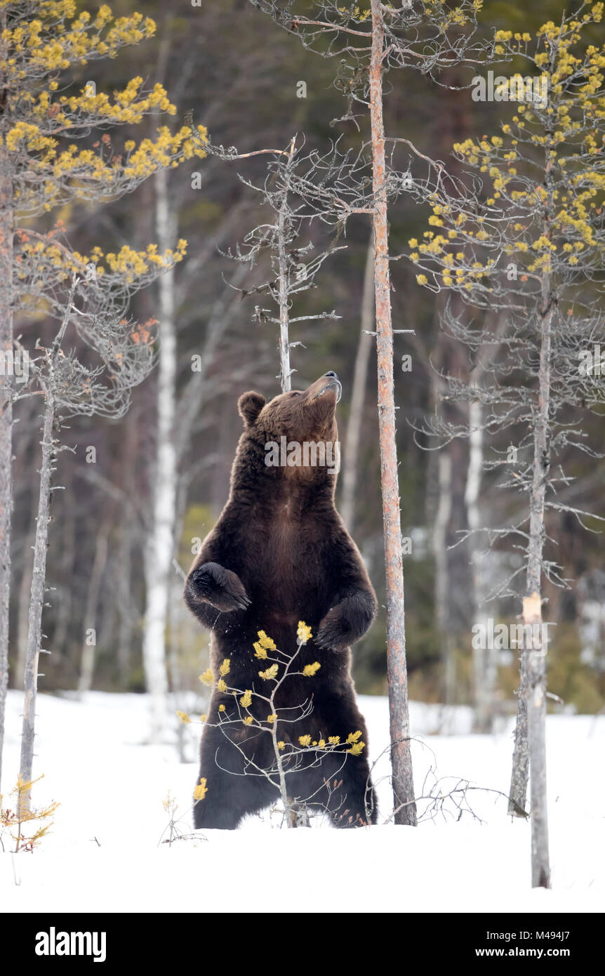 Europäische Braunbär (Ursus arctos) Kratzen gegen Baum im Schnee, Finnland, April Stockfoto