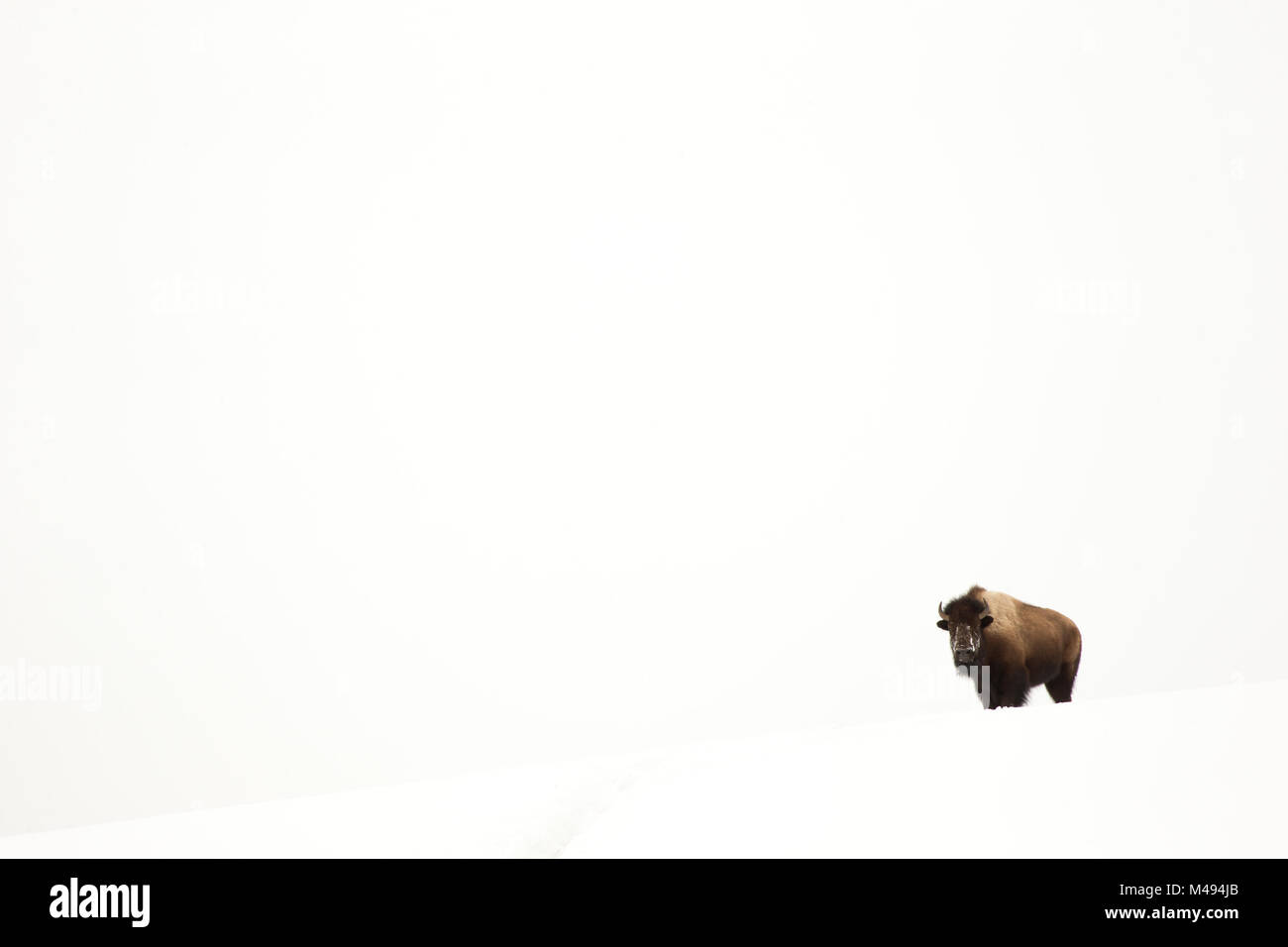 Bison (Bison bison) einzelner Tiere in Schnee, Yellowstone National Park, Wyoming, USA, Februar Stockfoto
