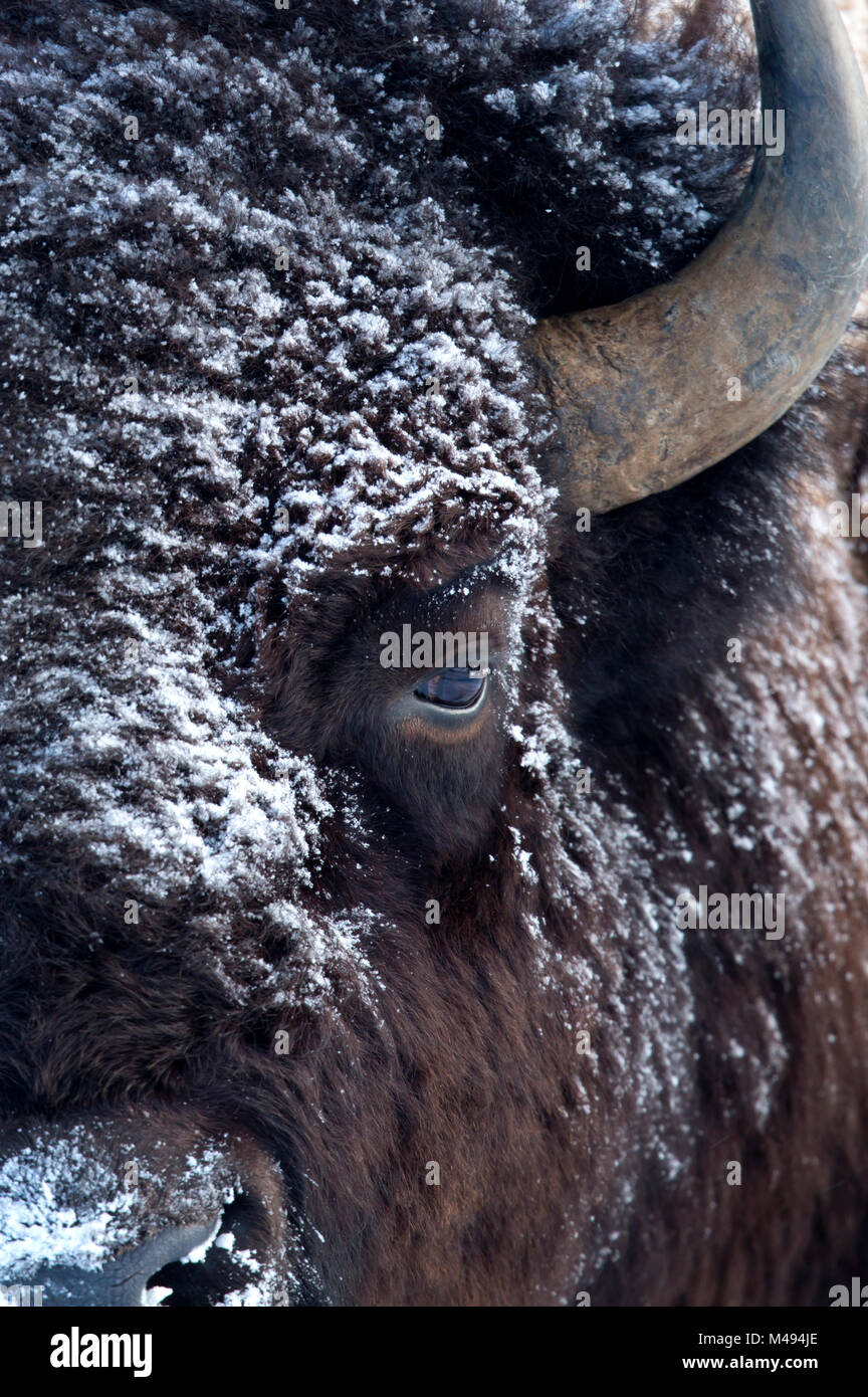 Bison (Bison bison) Nahaufnahme Kopf hoch mit Schnee auf Pelz, Yellowstone National Park, USA, Februar Stockfoto