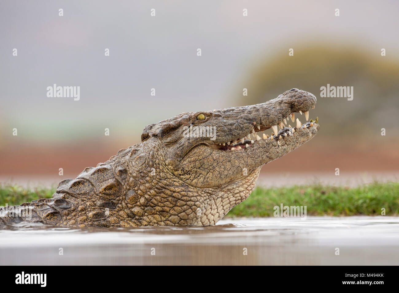 Nilkrokodil (Crocodylus niloticus). Zimanga Private Game Reserve, KwaZulu-Natal, Südafrika. September. Stockfoto