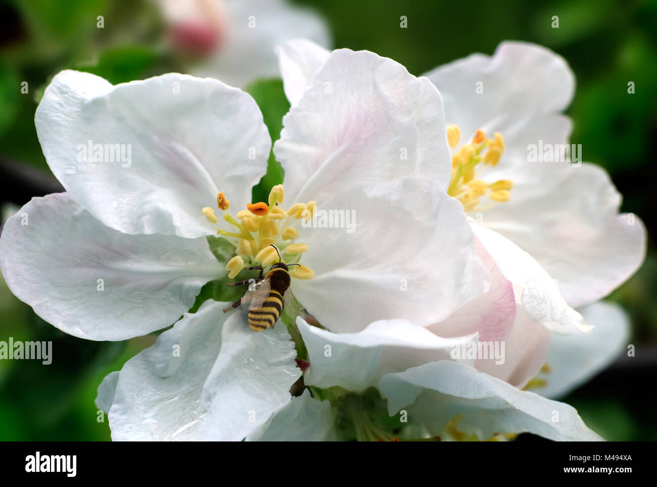 Auf den Blumen von Apple Biene sammelt Nektar. Stockfoto
