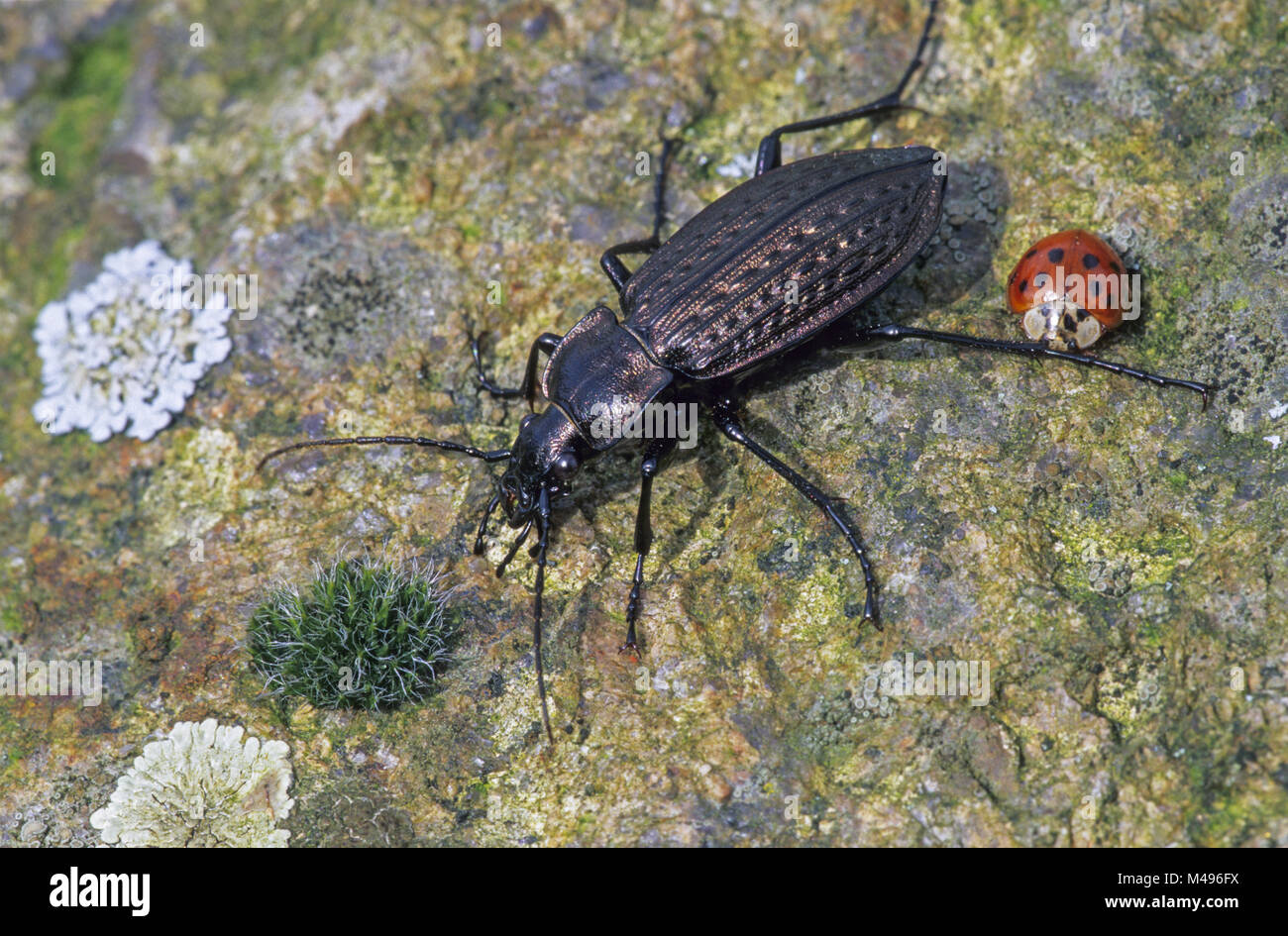 Granulierter Boden Käfer ist nach Nordamerika eingeführt. Stockfoto
