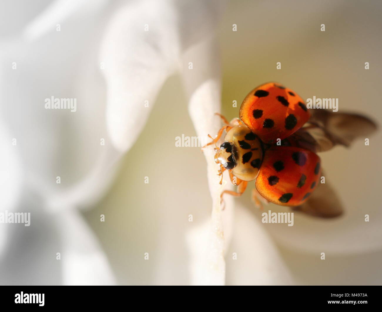 Lady Bird auf eine weiße Blume Stockfoto