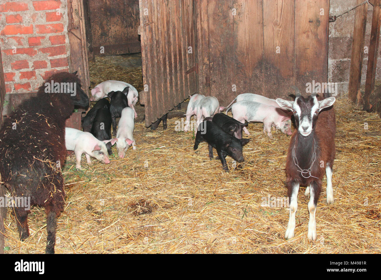 Ziegen mit Zicklein und Ferkel in der Vieh - Halle Stockfoto