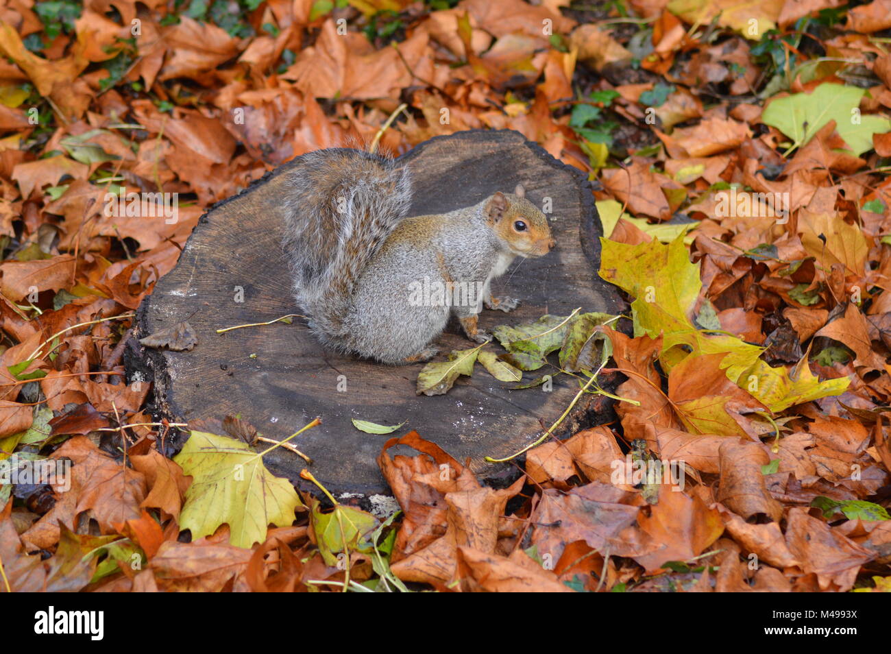 Graue Eichhörnchen sitzt auf einem Felsen Stockfoto