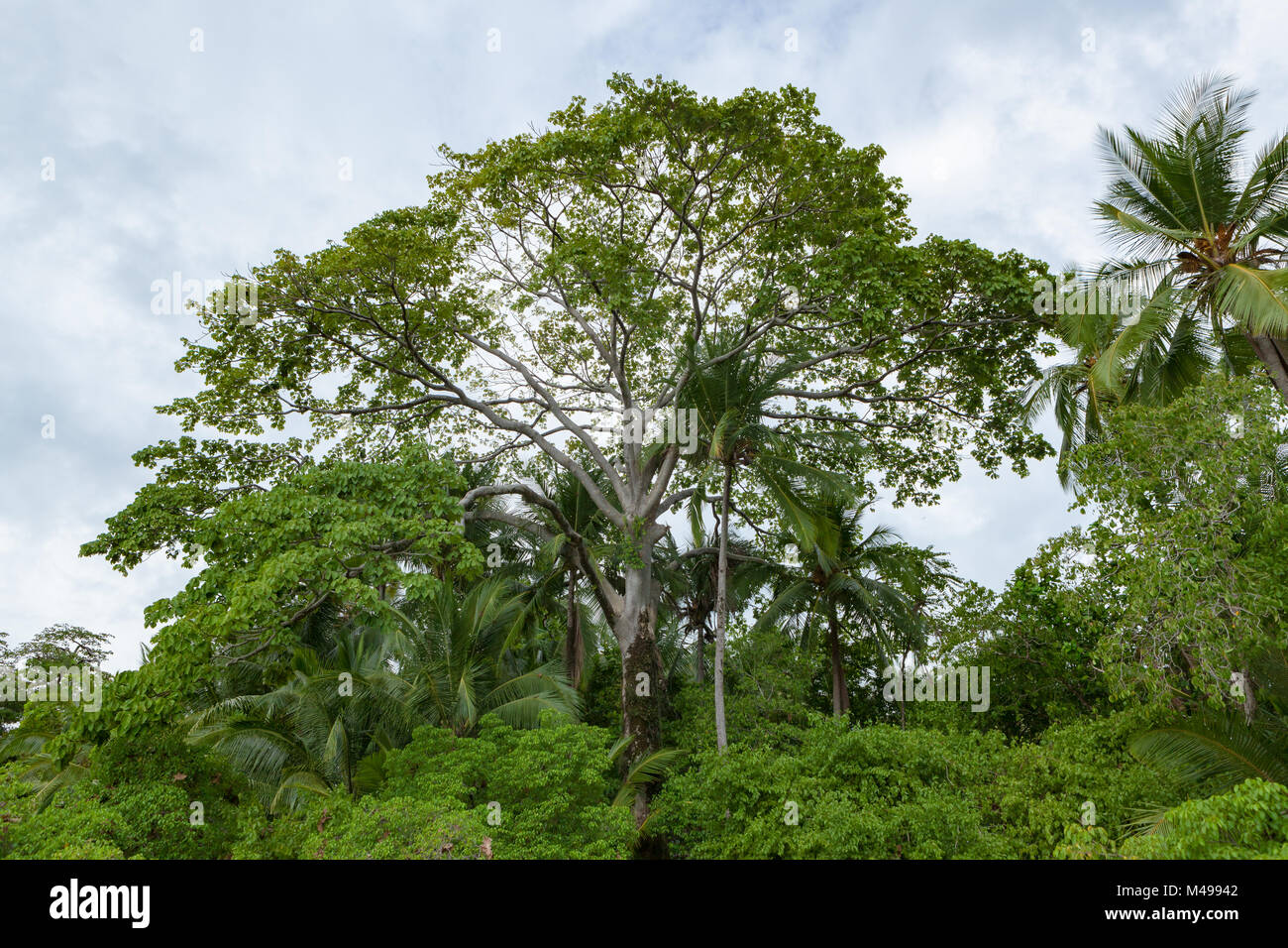 Exotische Bäume und Himmel in Costa Rica Stockfoto