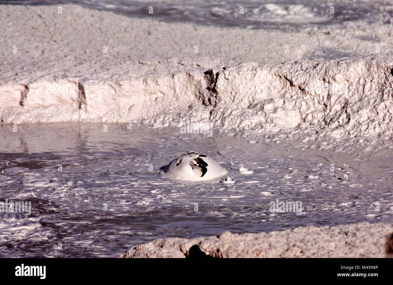 Bursting Bubbles von Schlamm, Fountain Paint Pots Trail, Yellowstone-Nationalpark, USA Stockfoto