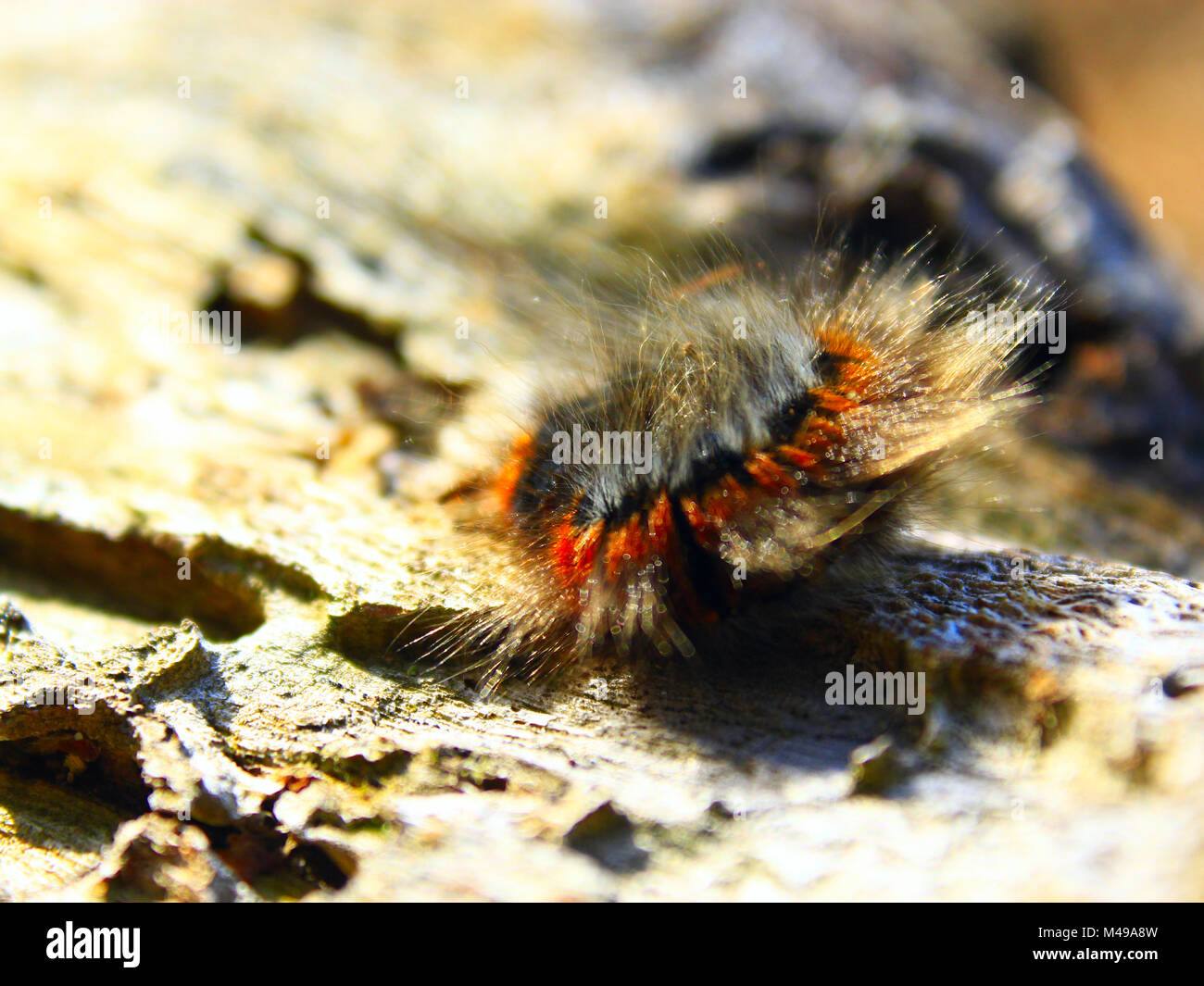 Macrothylacia rubi Caterpillar auf die hölzerne Bark Stockfoto