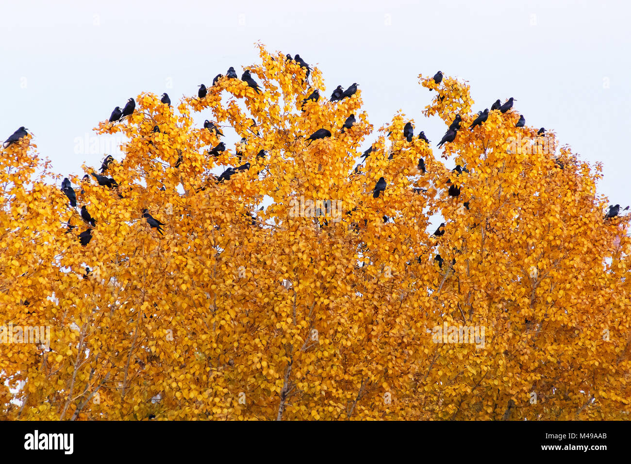 Herde der schwarzen Krähen auf Top Tree Stockfoto