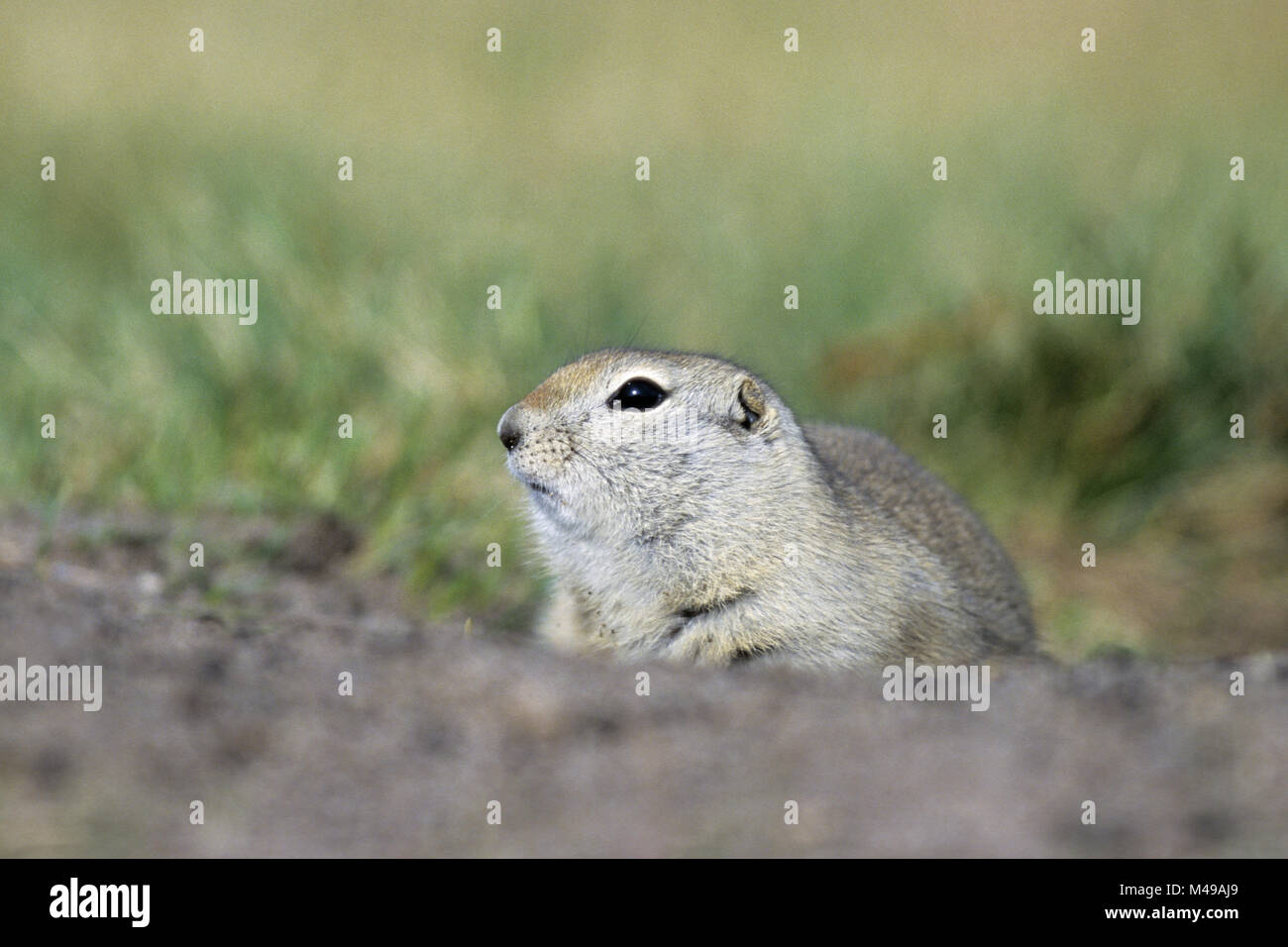 Richardsons Erdhörnchen ist ein Nordamerikanisches Erdhörnchen Arten Stockfoto