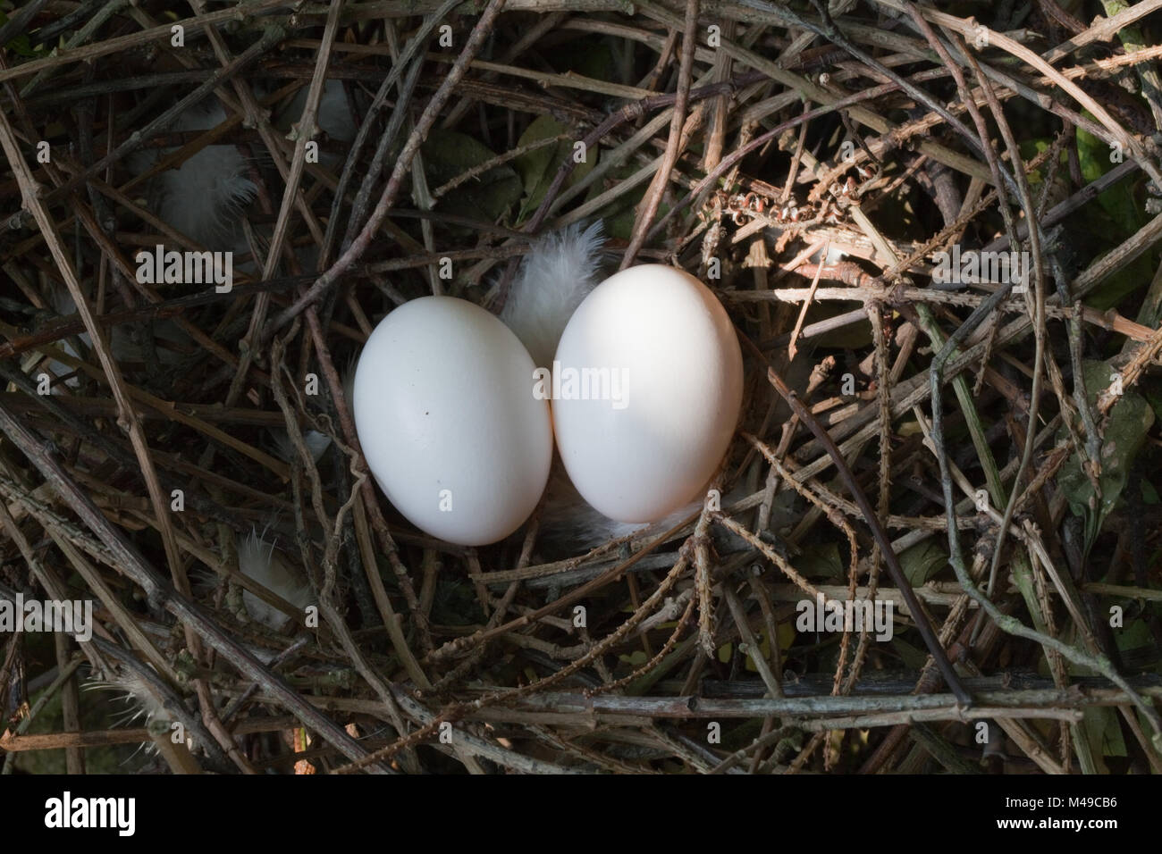 Woodpigeon (Columba palumbus). Nest und typischen Gelege von 2 Eiern. In der Spitze eines Hawthorn Hecke gebaut. Stockfoto