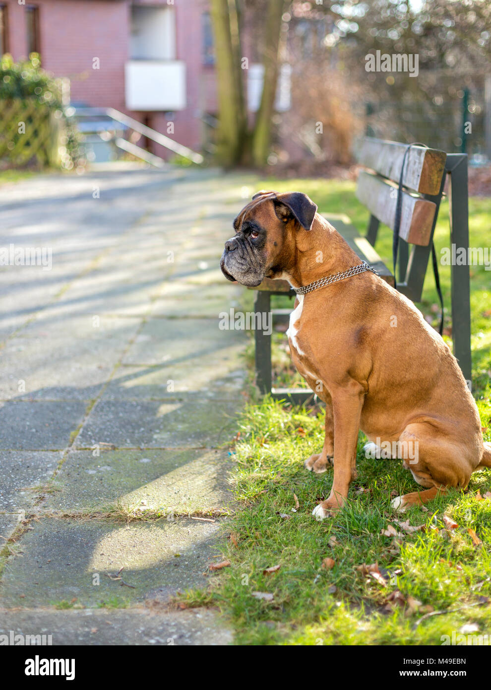 Boxer Hund alleine neben einer Bank allein gelassen Stockfoto