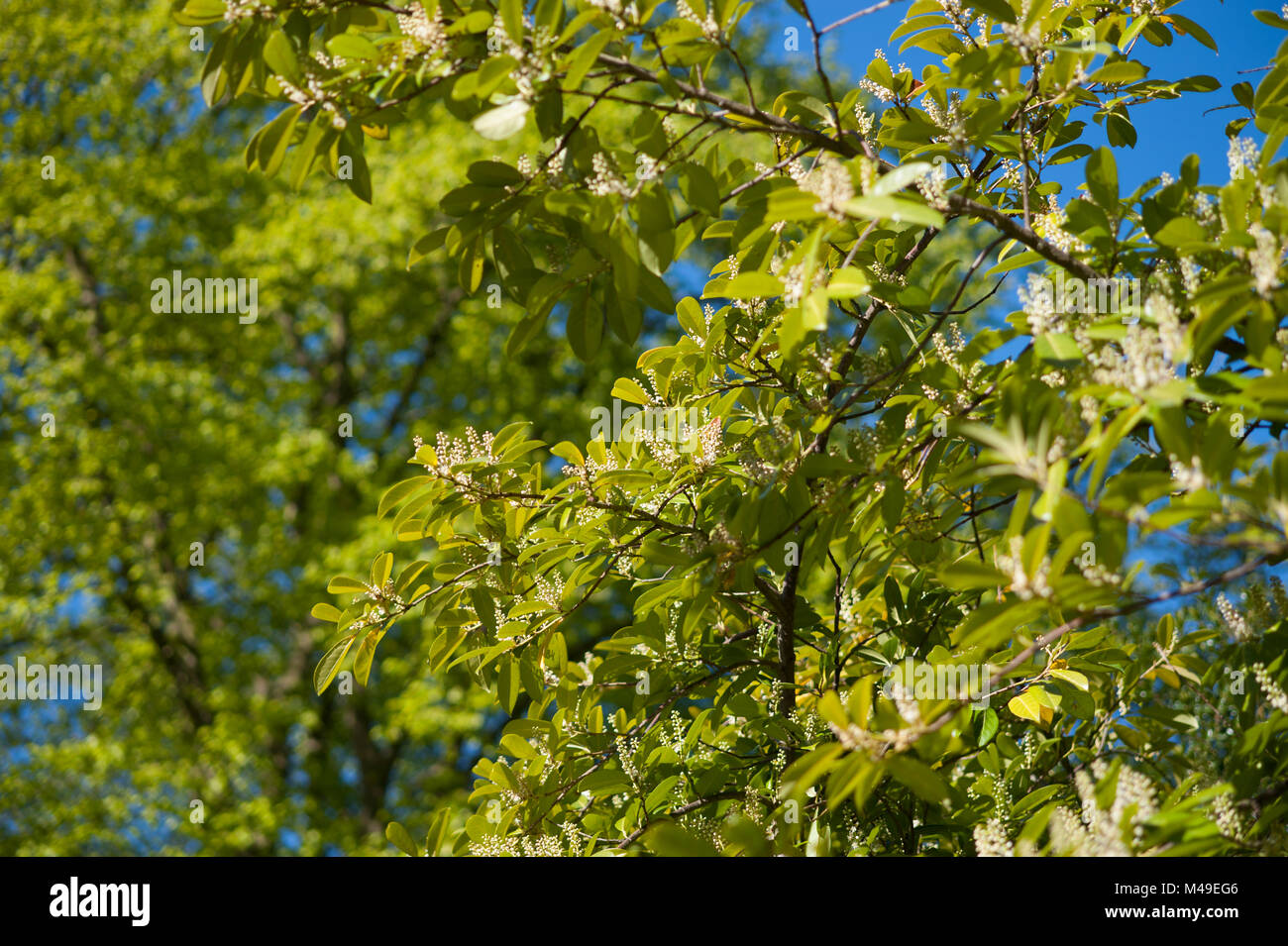 Die jungen Blätter von Cherry laurel Tree, Latin - Prunus laurocerasus Stockfoto