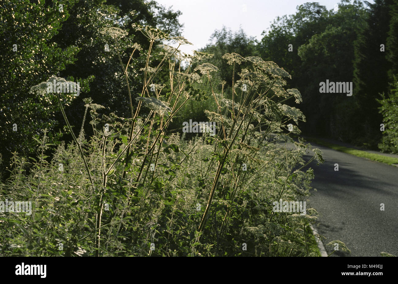 Am Straßenrand Wildblumen in England - scharfkraut und Brennnesseln. Juni 2007 Stockfoto