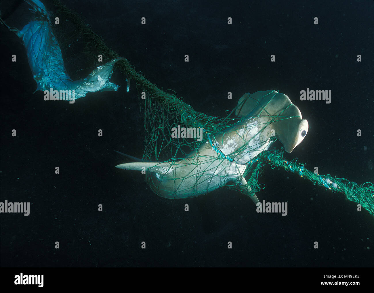 Bogenstirn Hammerhai (Sphyrna lewini) und ein seidiges Shark (Carcharhinus falciformis) in einem Netz. Malpelo Heiligtum, Kolumbien, im Pazifischen Ozean. Stockfoto
