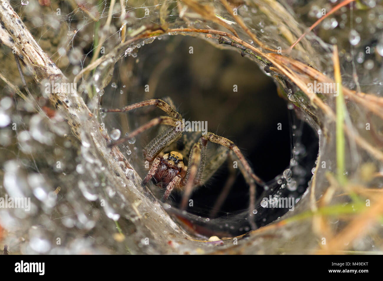 Labyrinth spider (Agelena labyrinhthica) am Eingang des Web am Boden auf 7/8 Kalkstein Grünland Trichter, Polden Hills, Somerset, Großbritannien, Juli. Stockfoto