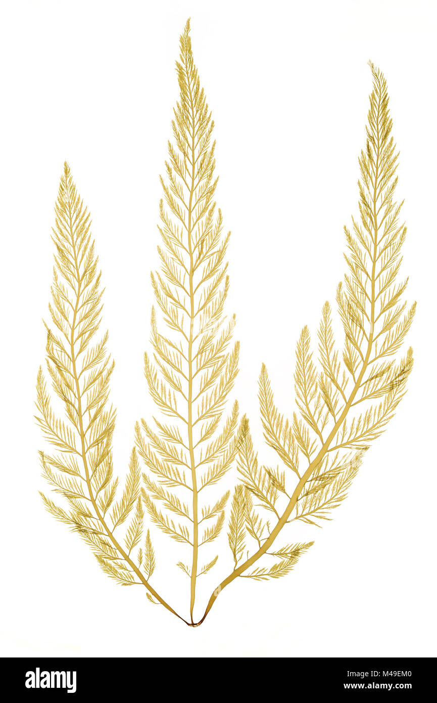 Braunen Algen (Desmarestia anceps) von King George Island, South Shetland Islands, Antarktis. Erhaltene Exemplar. Stockfoto