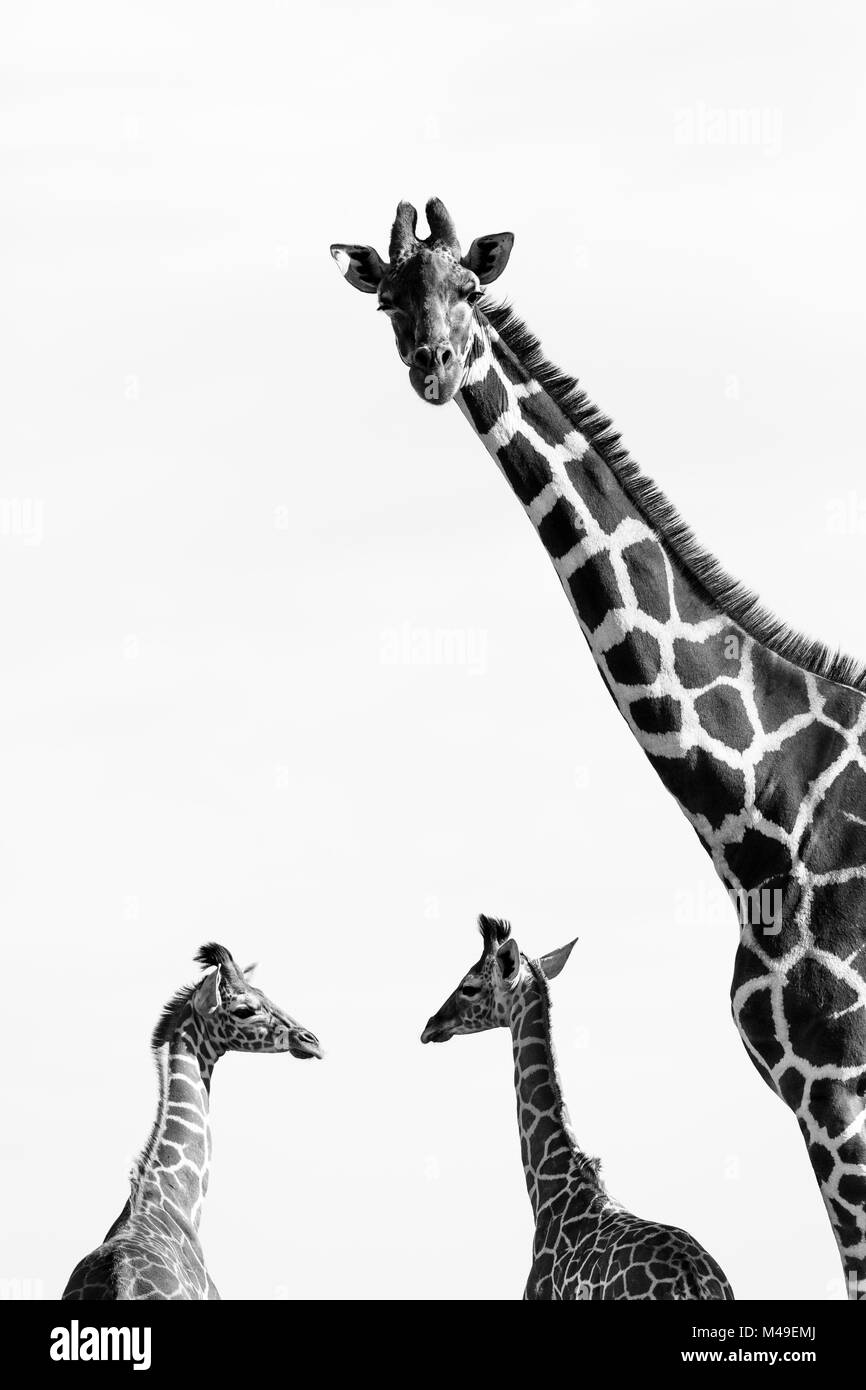 Netzgiraffen (Giraffa Camelopardalis reticulata) schwarz-weiß Bild der Gruppe von Drei, Kenia. Stockfoto