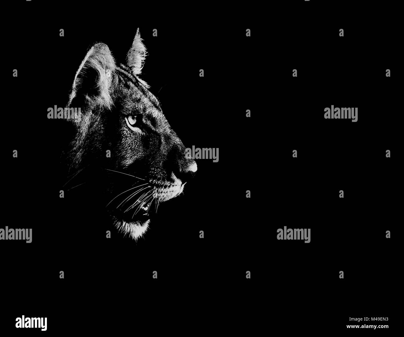 Löwe (Panthera leo) Seite Profil von Kopf, nachts, Central Kalahari Game Reserve, Botswana, digital verbesserte Stockfoto