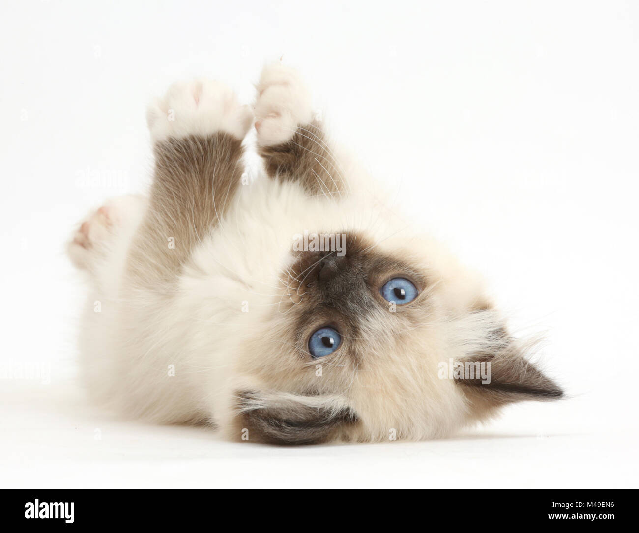 Ragdoll Kätzchen, 10 Wochen, liegend auf dem Rücken. Stockfoto