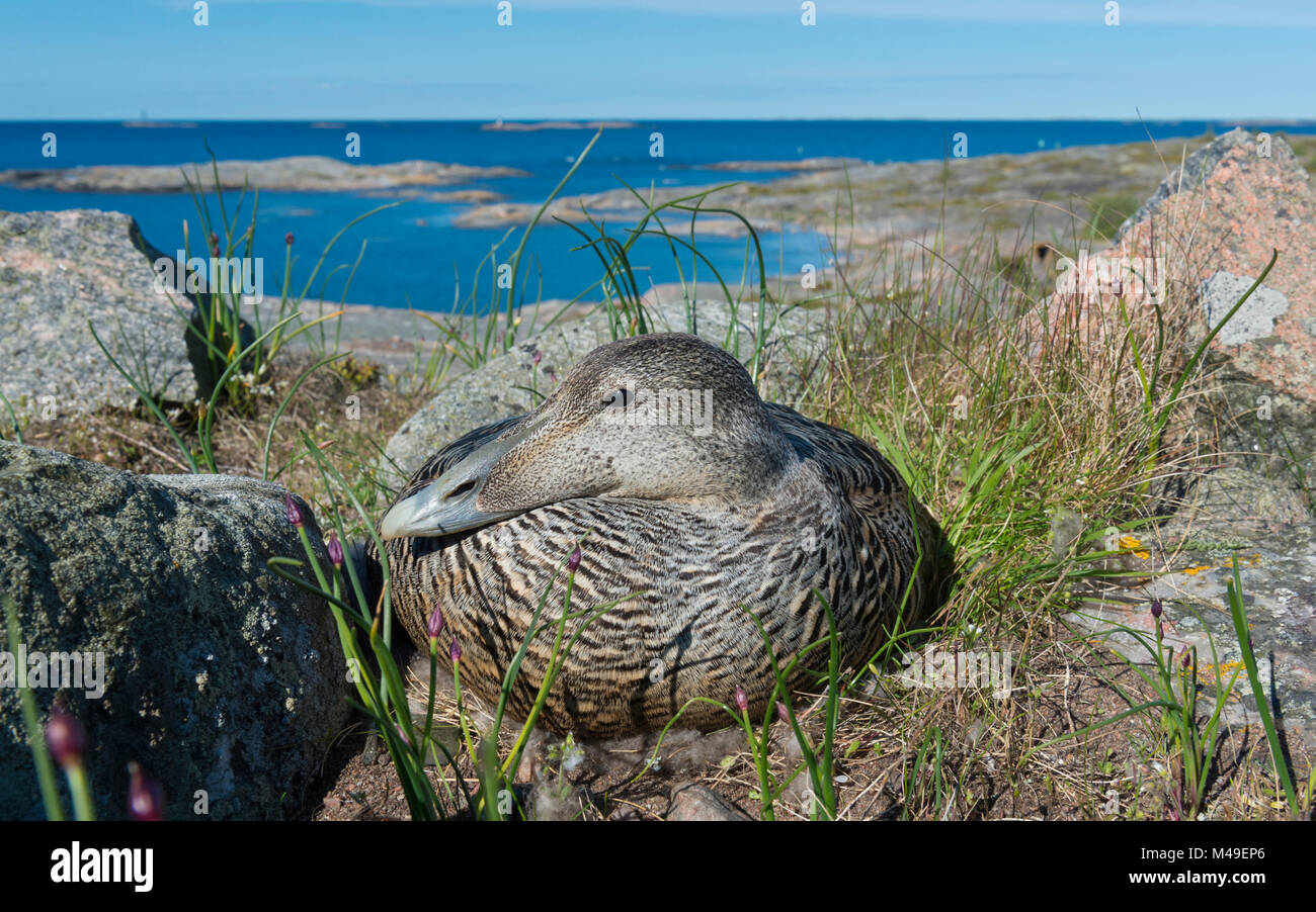 Gemeinsame Eiderente (Somateria Mollissima), Frau auf ihrem Nest mit Blick auf das Meer hinter, Finnland, Mai. Stockfoto