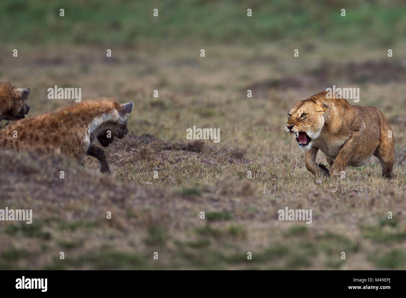 Tüpfelhyänen (Crocuta crocuta) in Konfrontation mit einer Löwin (Panthera leo). Masai Mara National Reserve, Kenia. Stockfoto