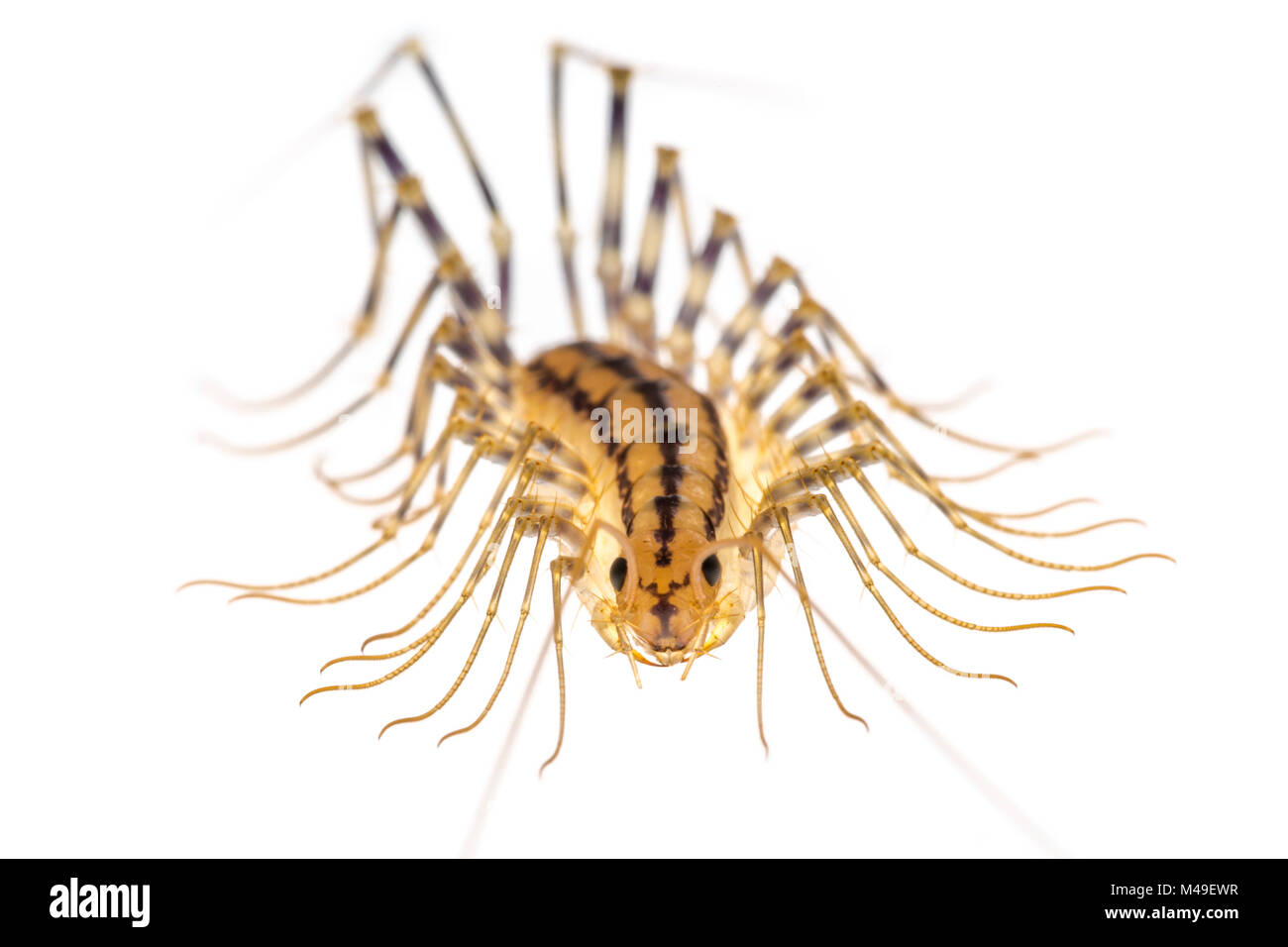 Europäische Haus Tausendfüßler (Scutigera coleoptrata) an der Decke von einem Kalkstein Höhle gefunden. Auf einem weißen Hintergrund im mobilen Bereich Studio fotografiert. Nationalpark Plitvicer Seen, Kroatien. November. Stockfoto