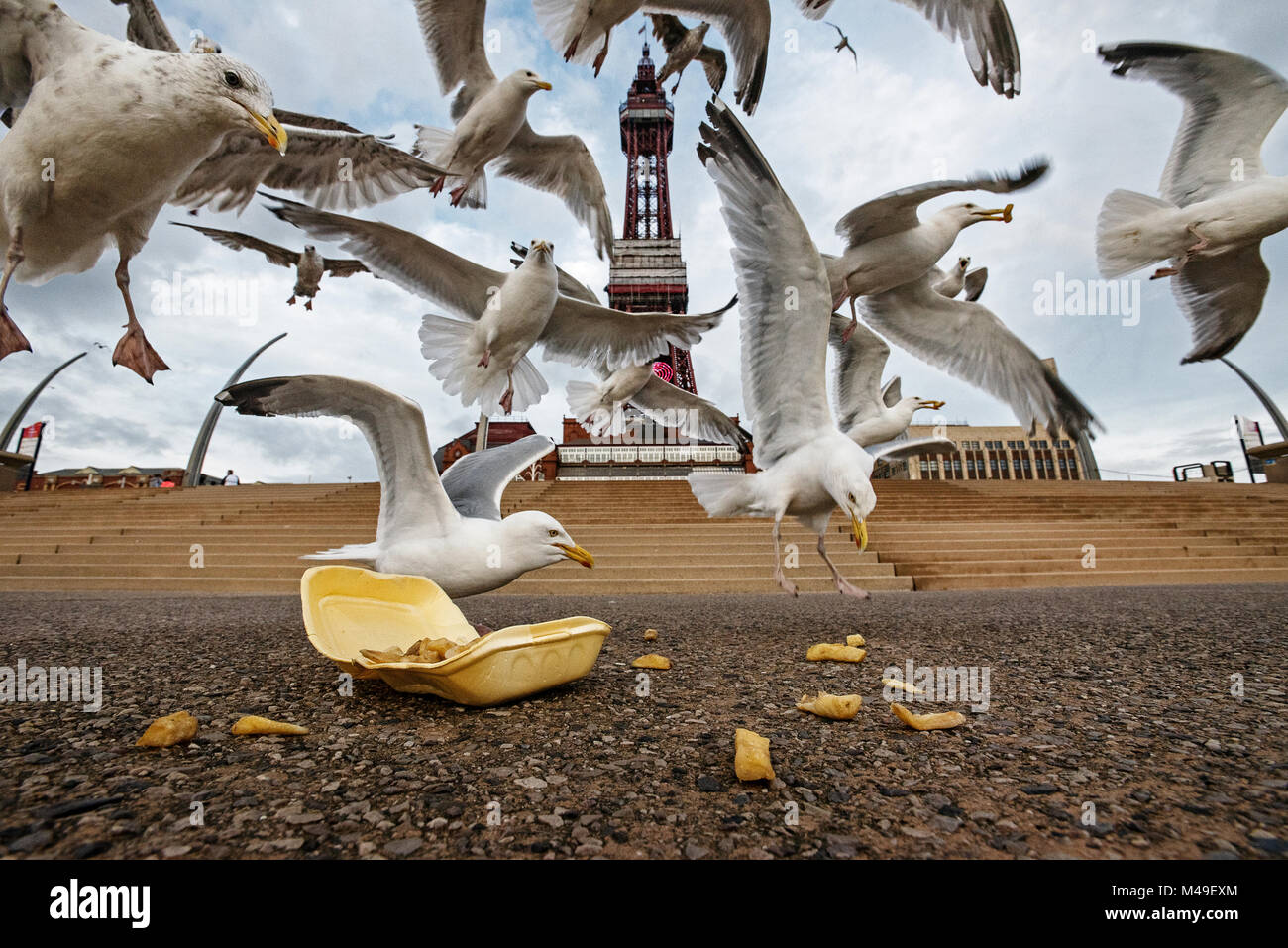 Silbermöwe (Larus argentatus) Fütterung auf verworfen Chips. Blackpool, Großbritannien. August Stockfoto