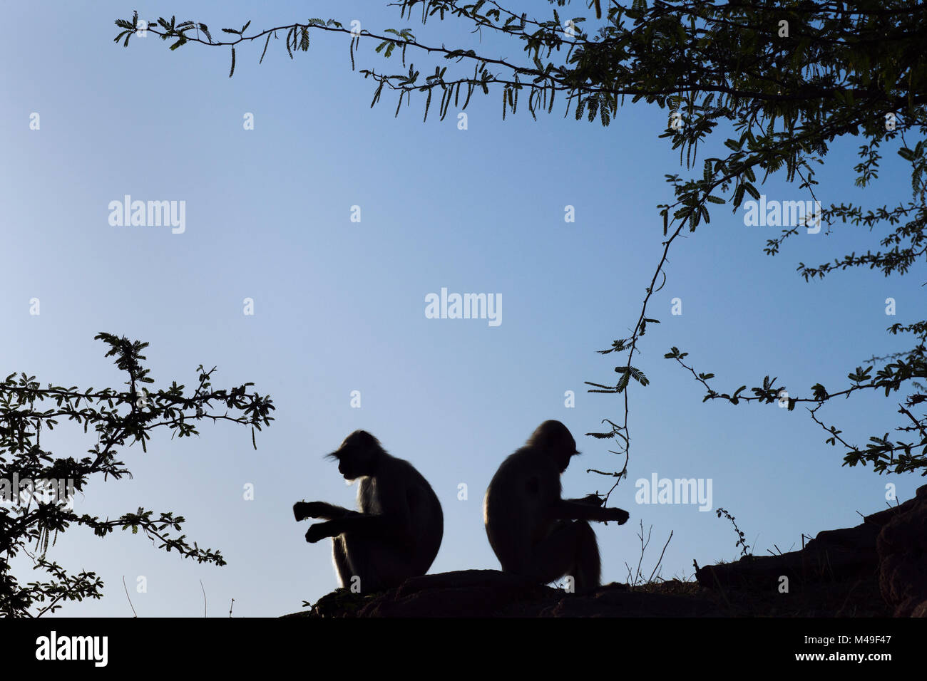 Südlichen Ebenen grau/Hanuman langur Semnopithecus dussumieri langurs (Silhouette) zurück zurück auf einer Klippe zu. Jodhpur, Rajasthan, Indien. März. Stockfoto