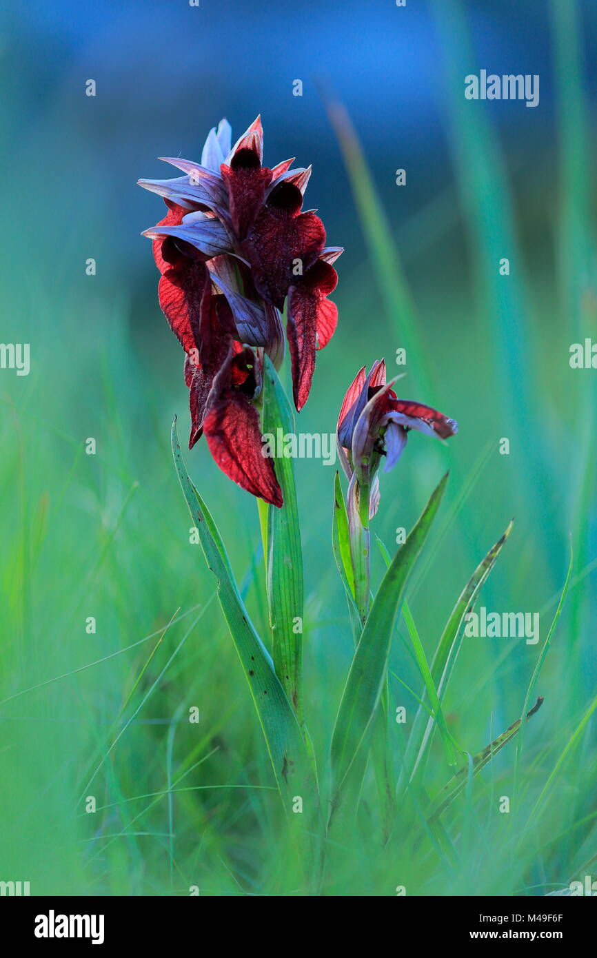Herz geformten Lippe dactylorhiza Orchid (Orchis cordigera) in Blüte, Sierra de Grazalema Naturpark, Südspanien, Mai. Stockfoto