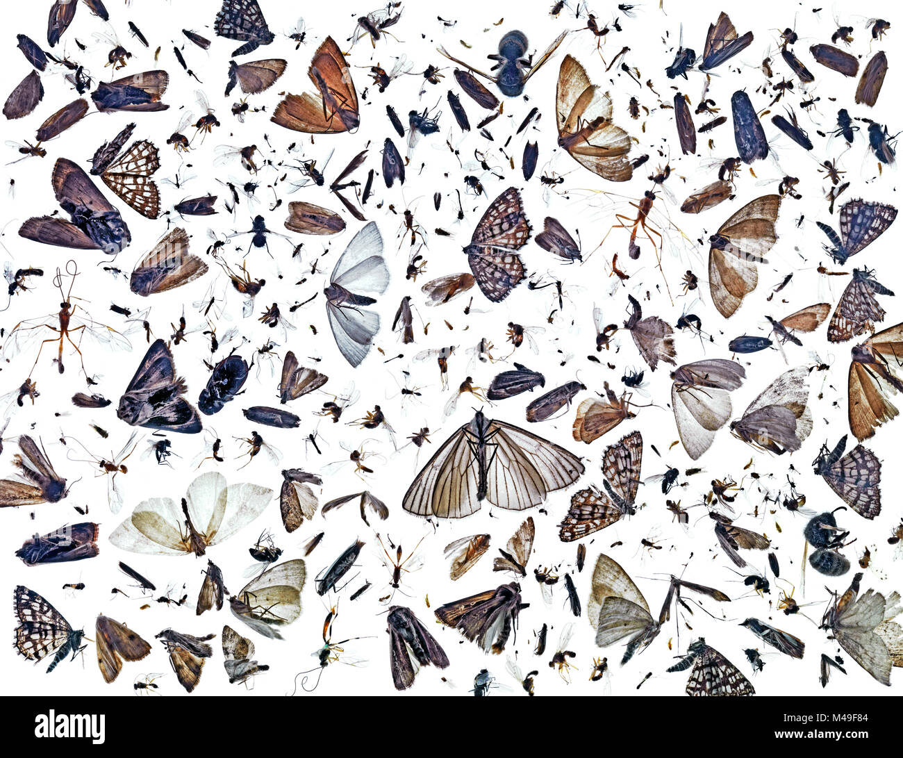 Sammlung von fliegenden Insekten, darunter viele Motten, versehentlich während der Sommermonate getötet, als an eine Leuchte, Norwegen angezogen Stockfoto