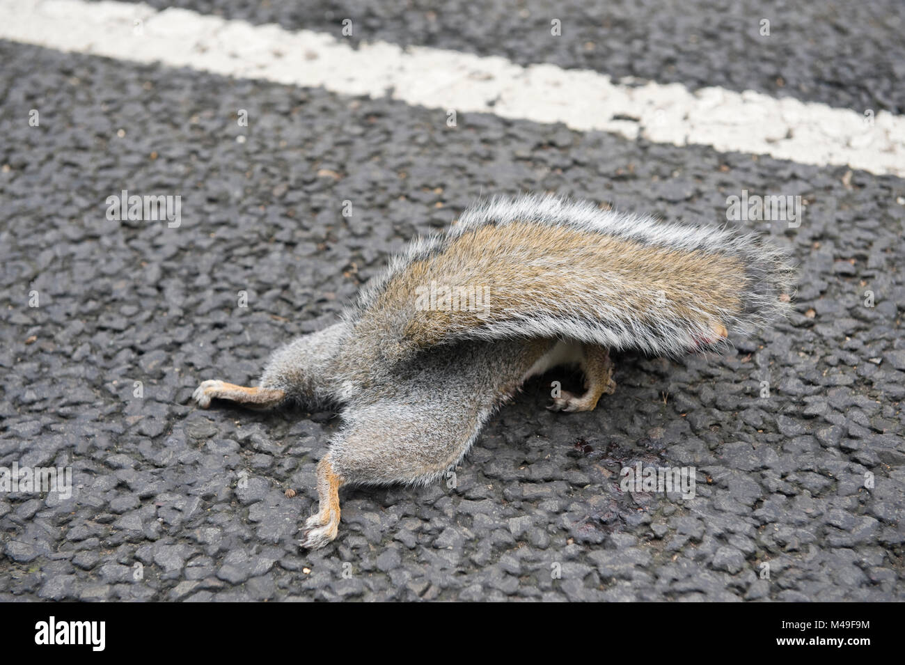 Tote graue Eichhörnchen roadkill auf einer Straße in England Stockfoto