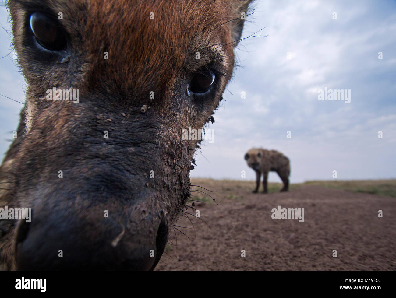 Tüpfelhyäne (Crocuta crocuta) anfahren Remote Camera mit Neugier, Weitwinkel Perspektive. Masai Mara National Reserve, Kenia. Stockfoto