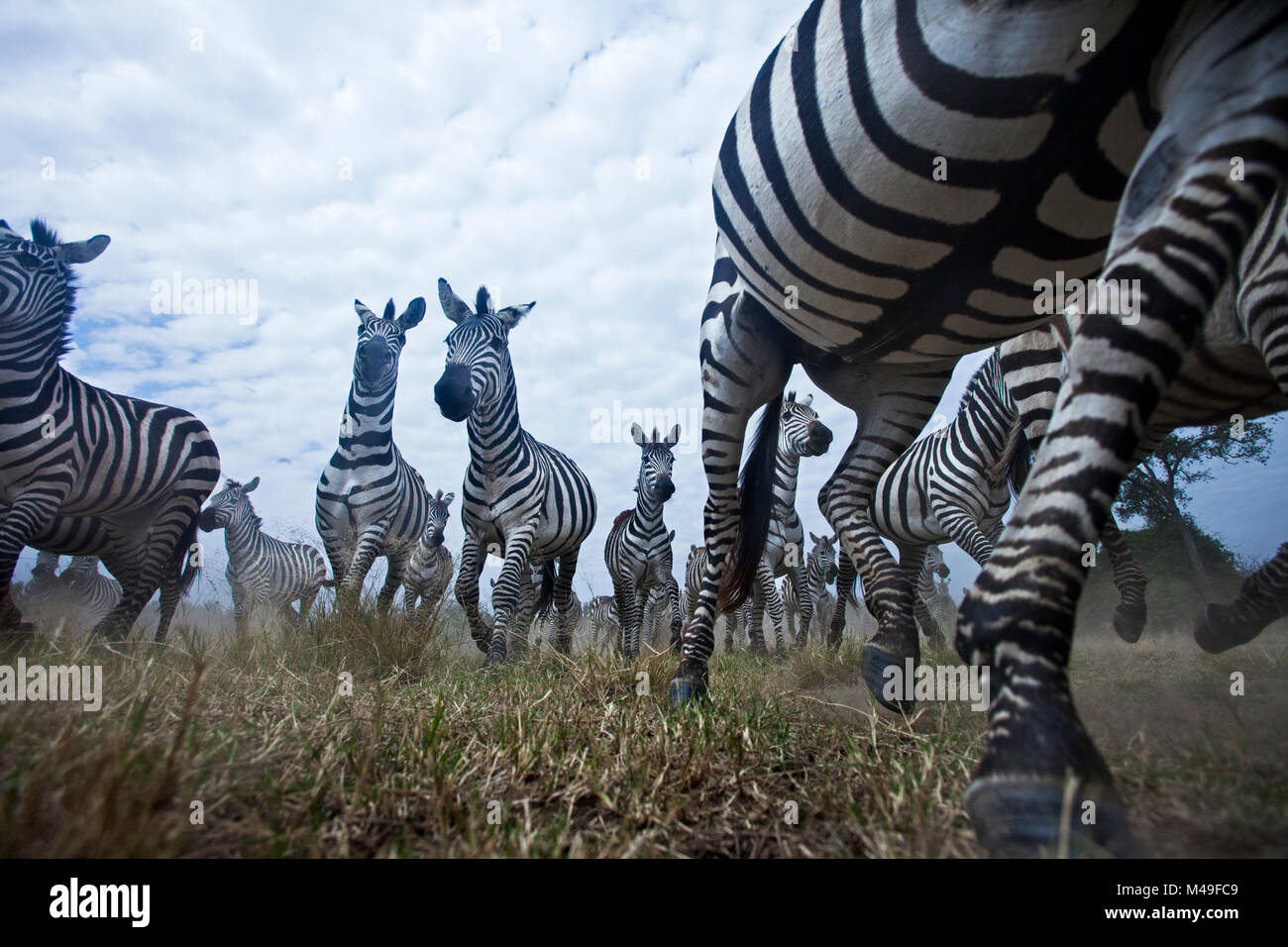 Gemeinsame oder Ebenen Zebra (Equus quagga burchellii) Herde auf dem verschieben, Weitwinkel Perspektive mit einer entfernten Kamera genommen. Masai Mara National Reserve, Kenia. Stockfoto