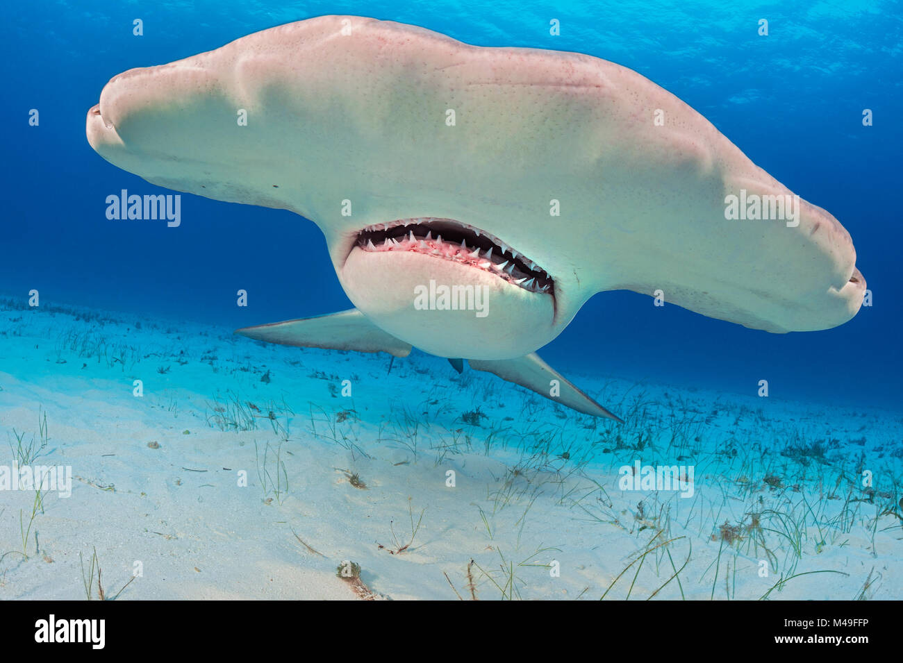 Große Hammerhai (Sphyrna mokarran) Porträt, South Bimini, Bahamas. Die Bahamas nationalen Shark Sanctuary. Golfstrom, West Atlantik. Stockfoto